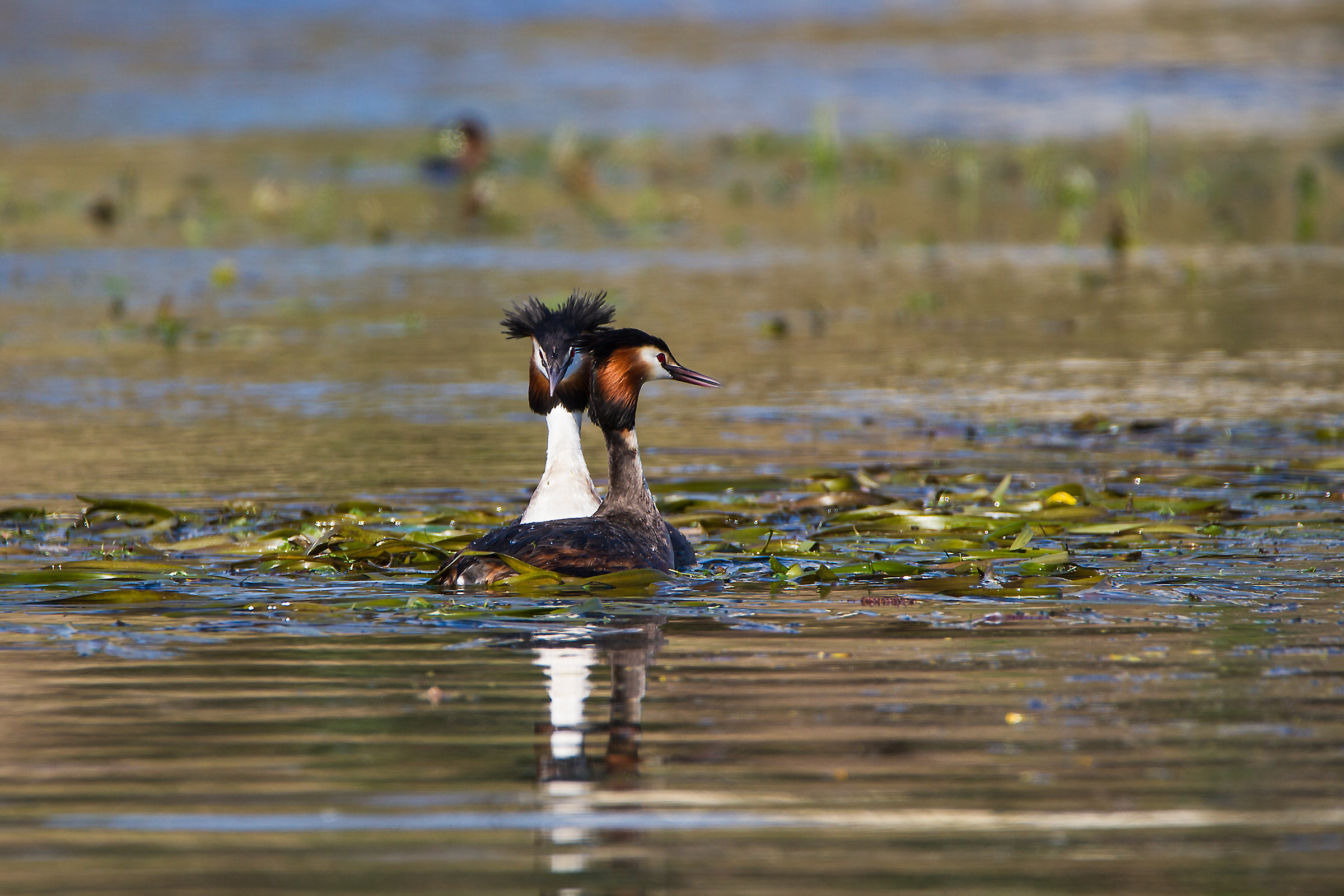 Great Crested Grebe
