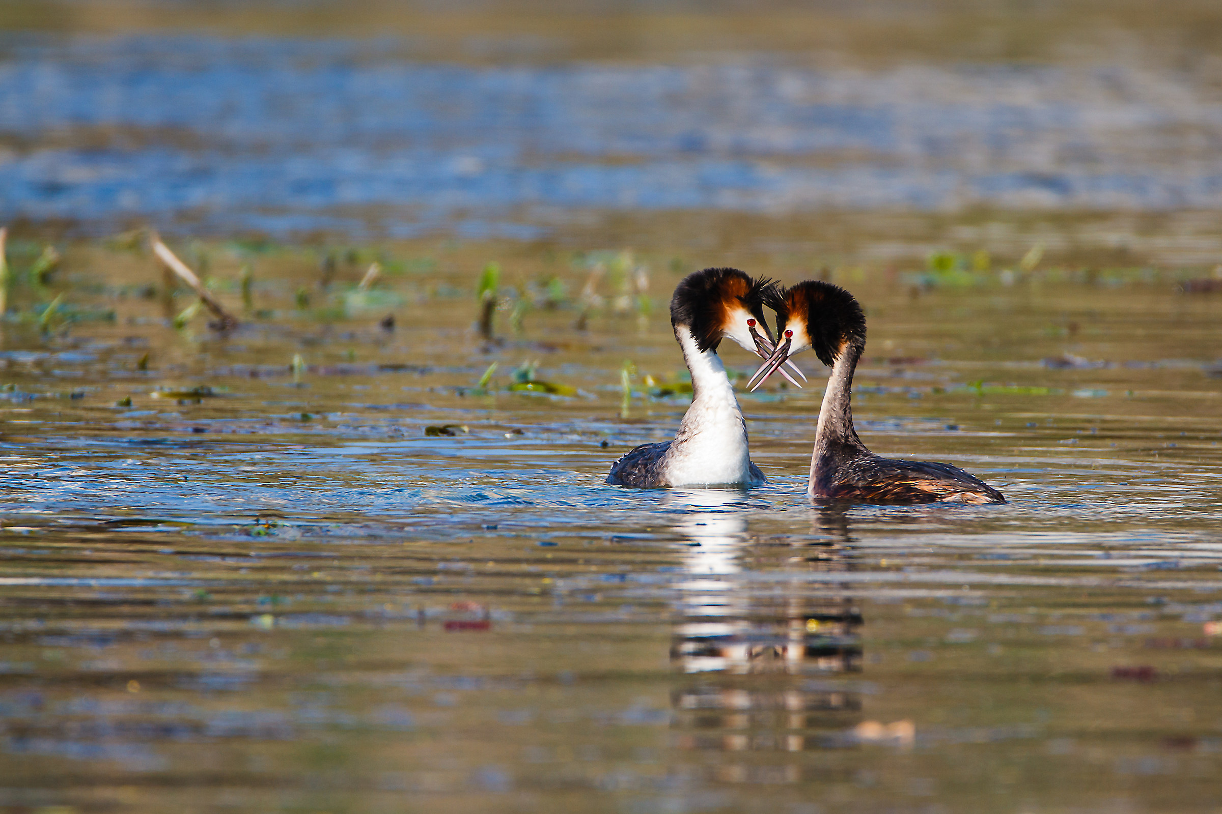 Great Crested Grebe