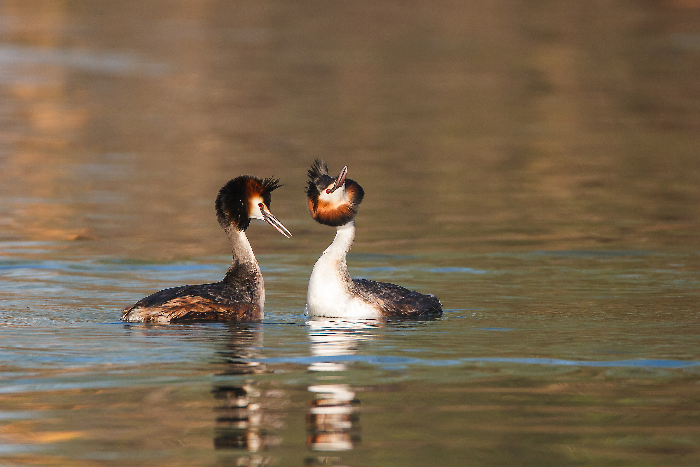 Great Crested Grebe