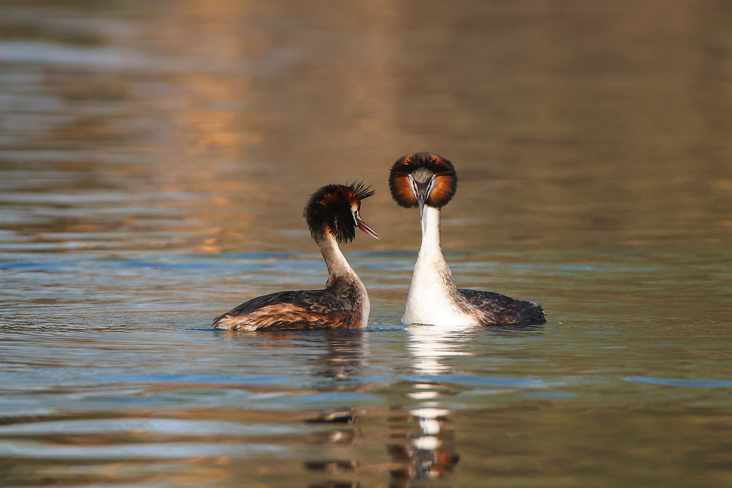 Great Crested Grebe