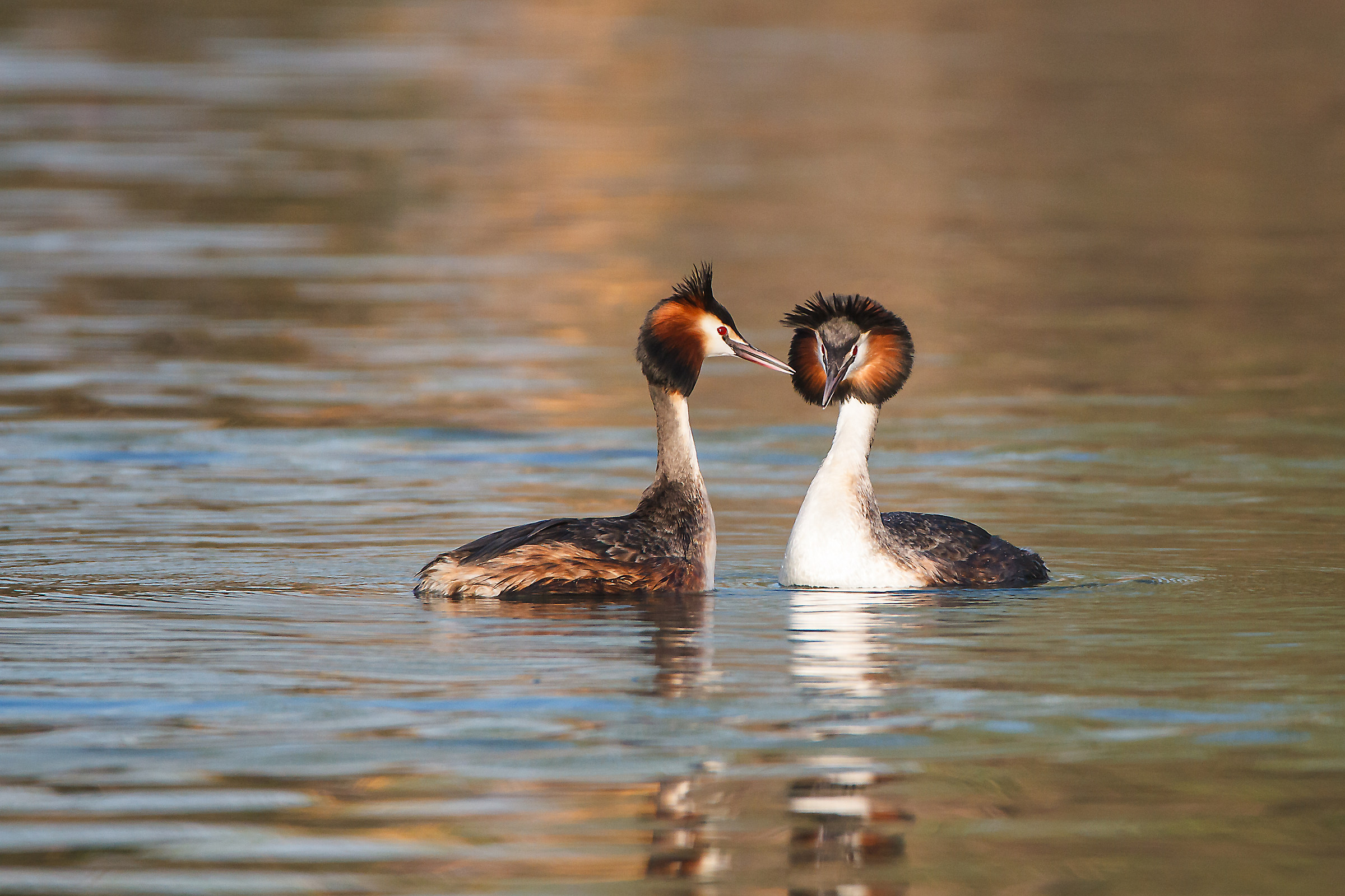 Great Crested Grebe