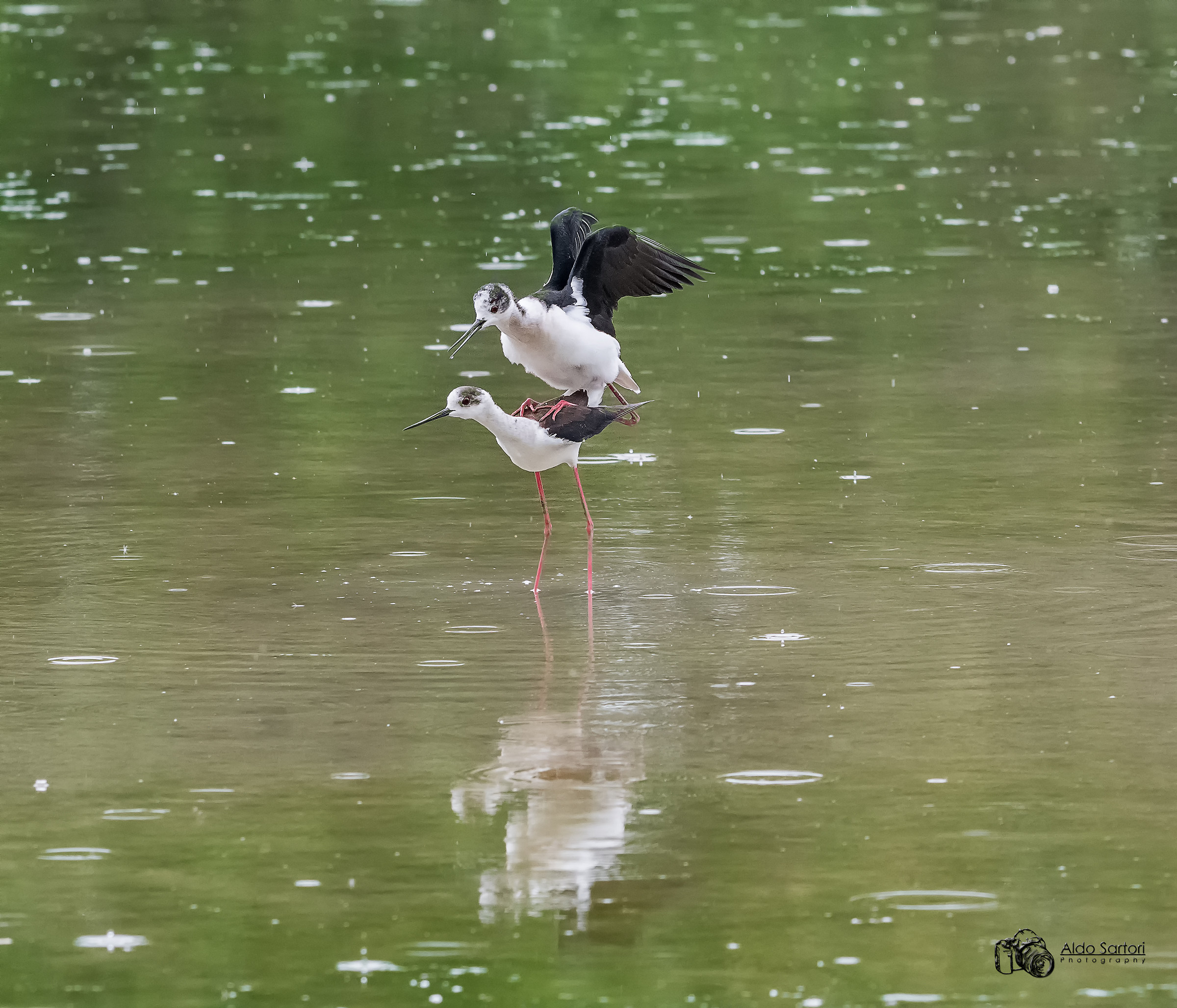 Accoppiamento cavalieri