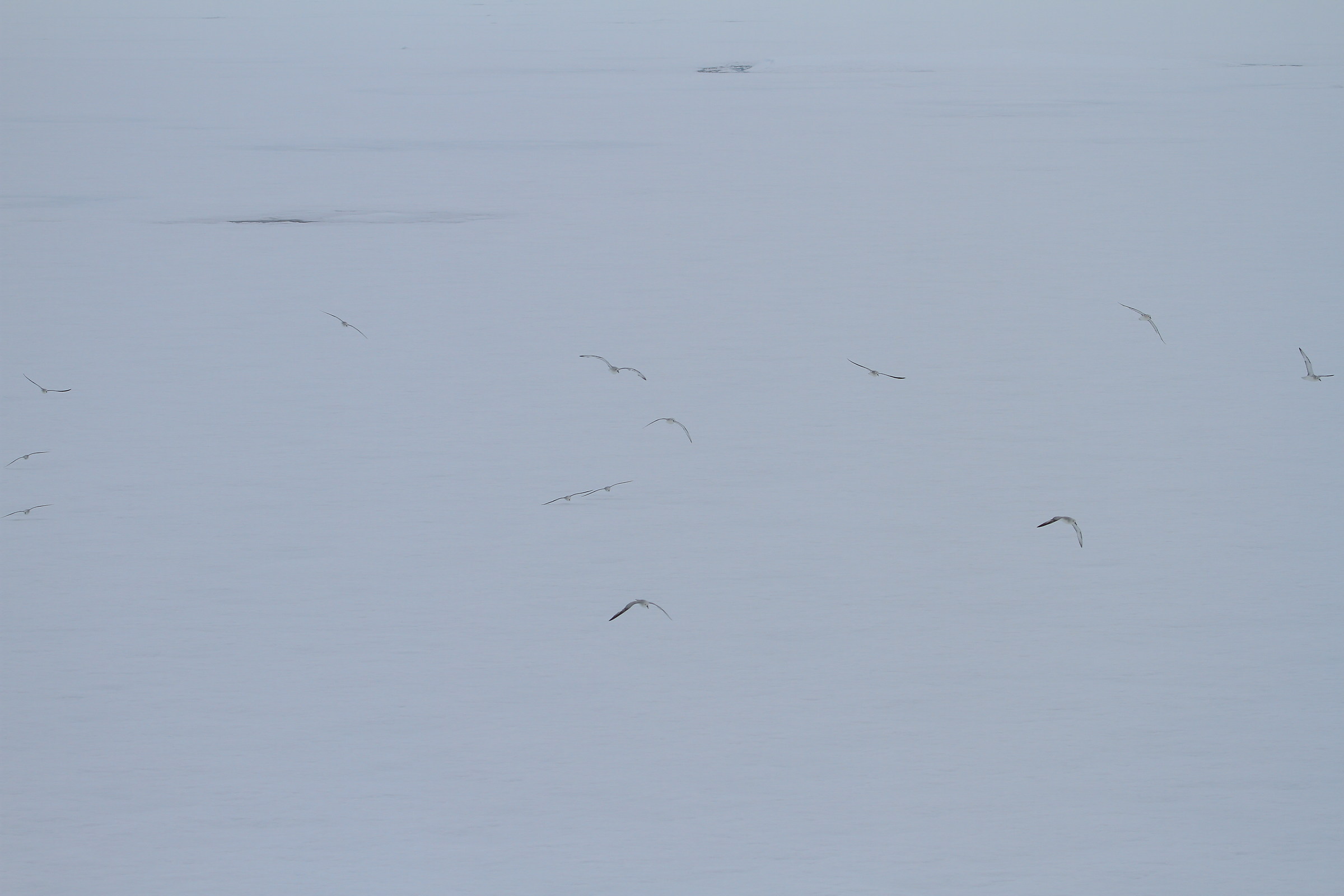 Petrels on the white world