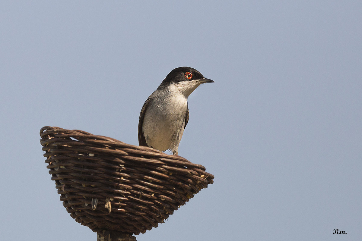Sardinian Warbler