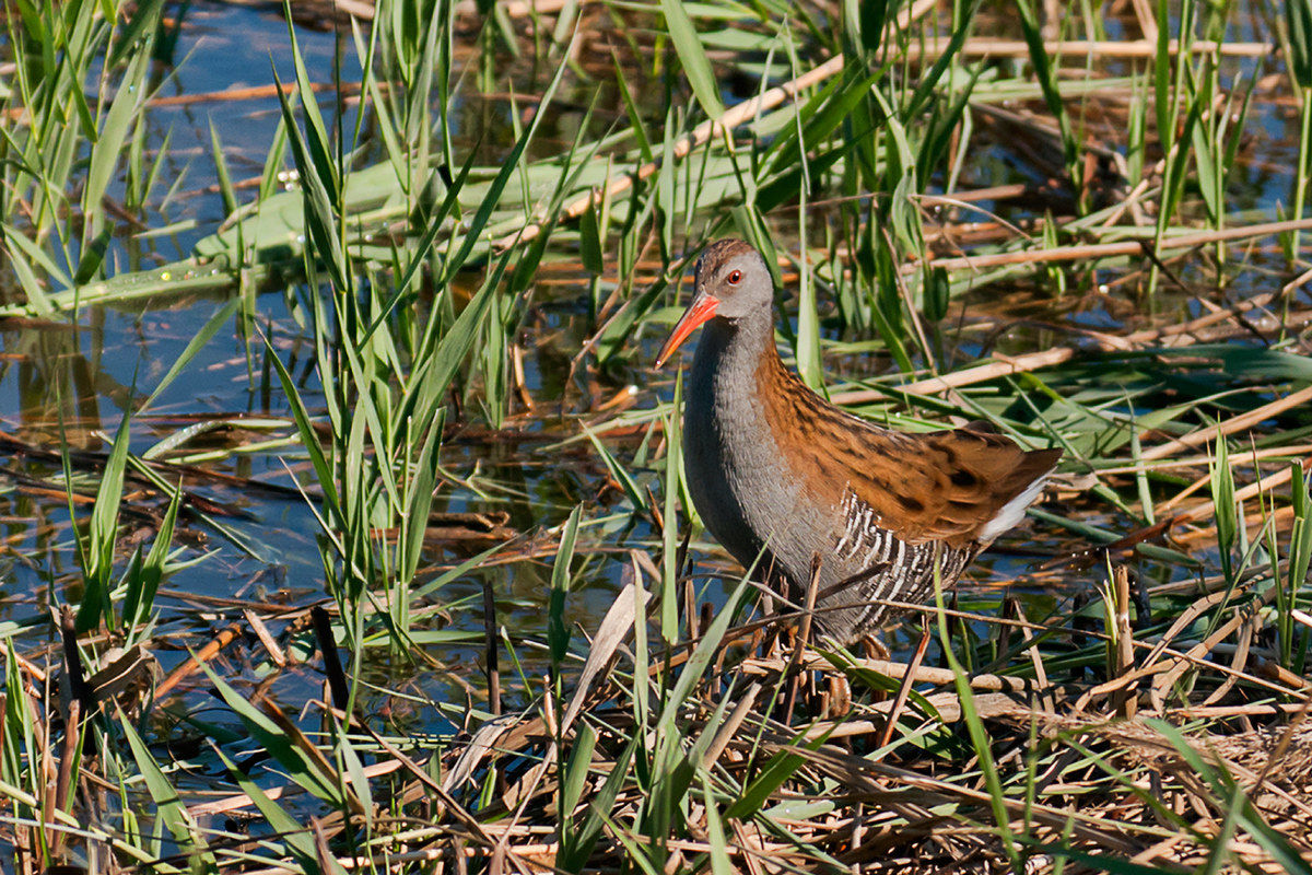 Water rail
