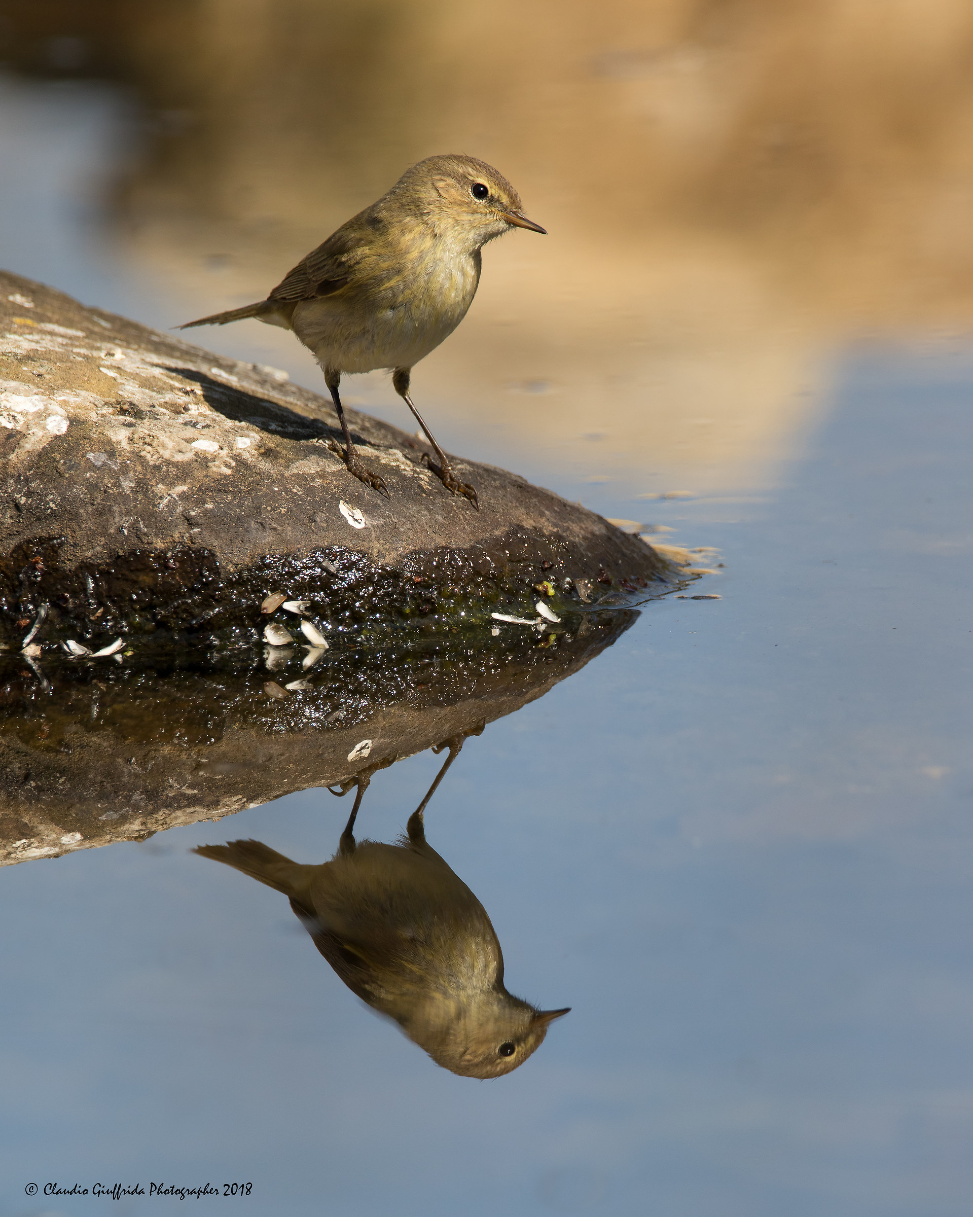 Chiffchaff