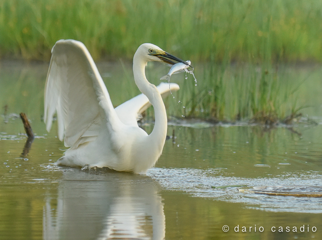 White Egret