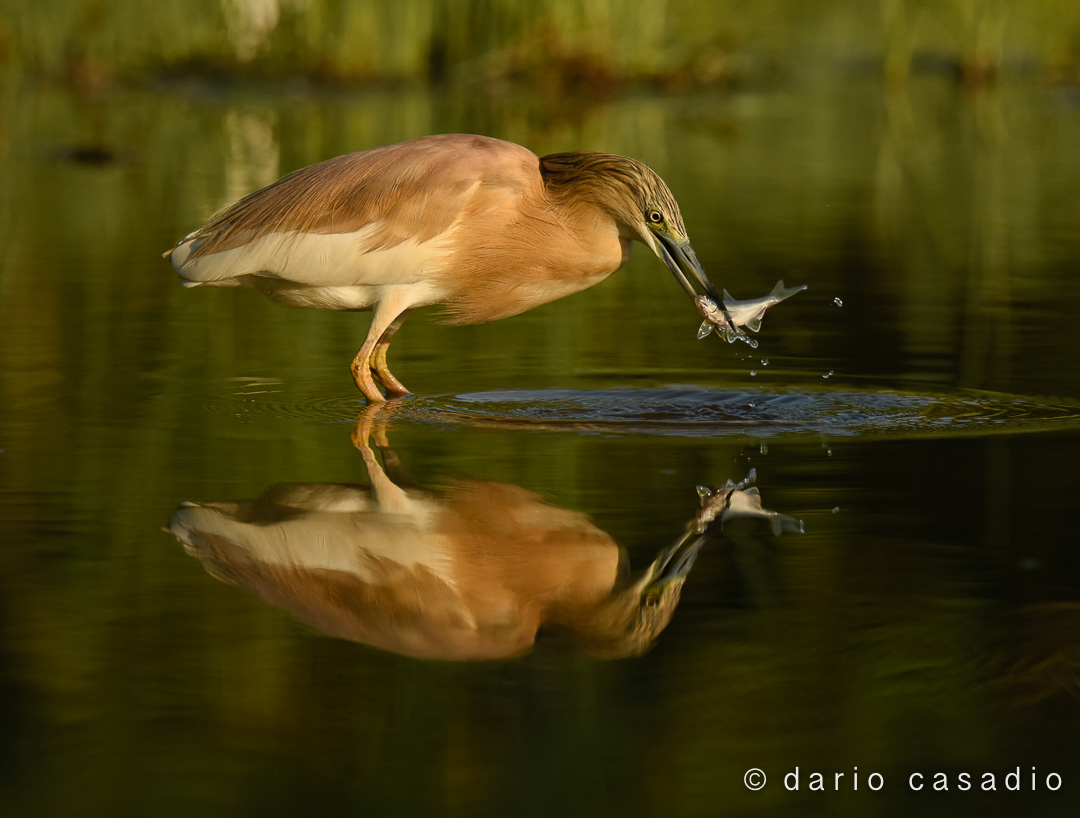 Squacco heron