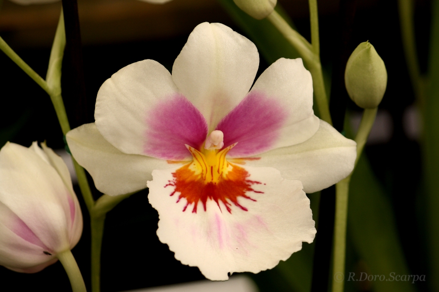 colors beautifully "painted" on an orchid