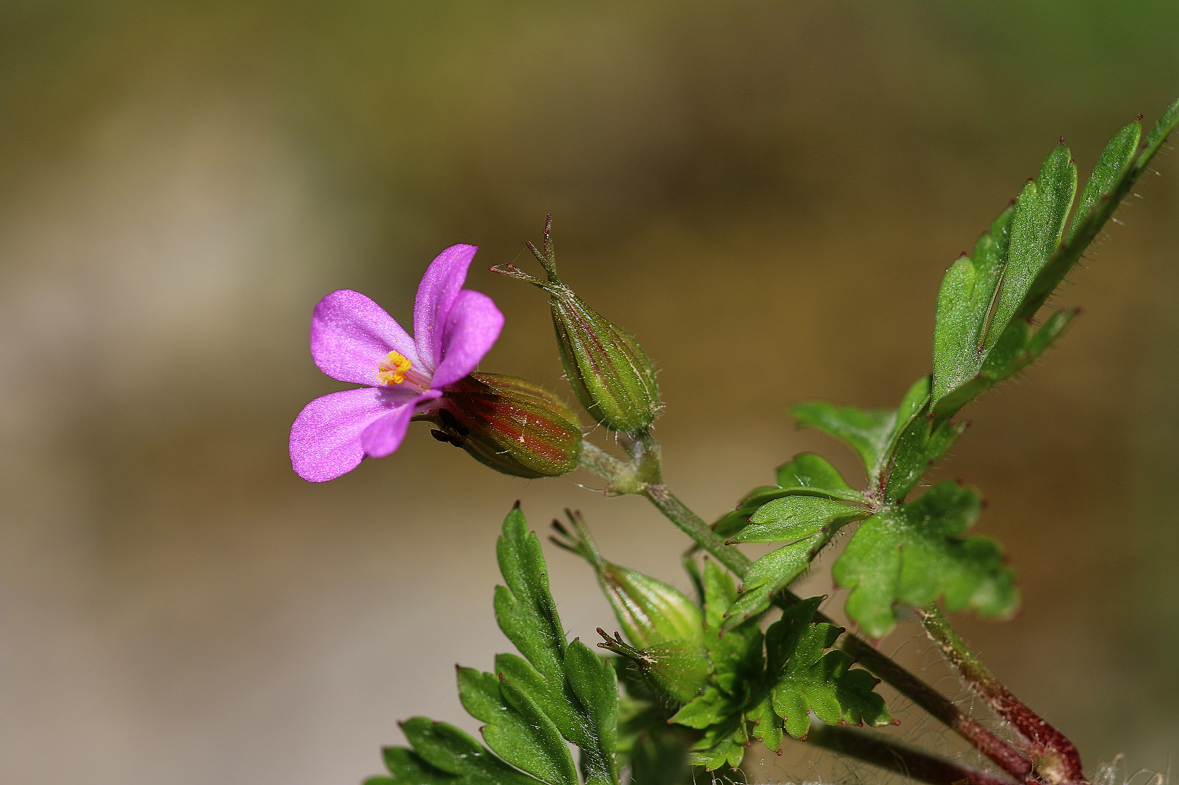 Ever lasting spring ...