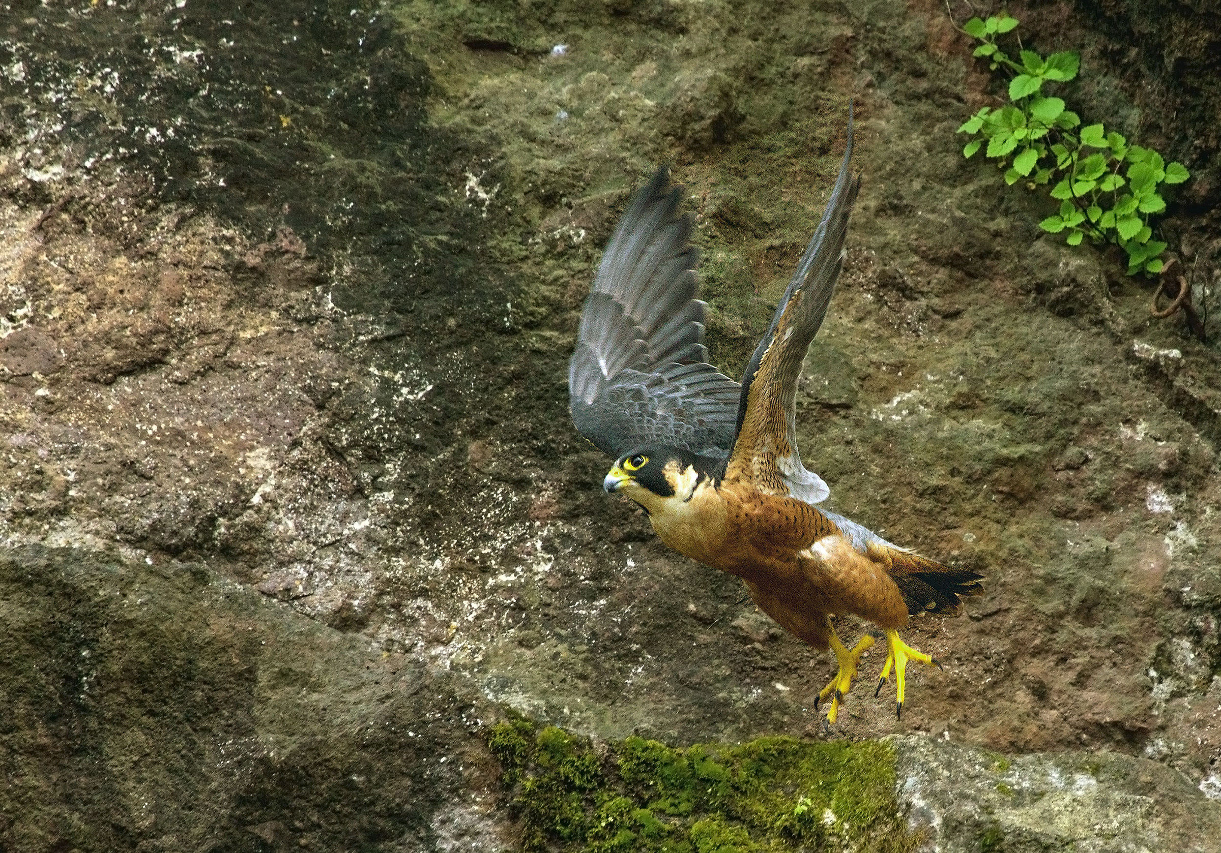 Shaheen Falcon Take off. (reprocessed).