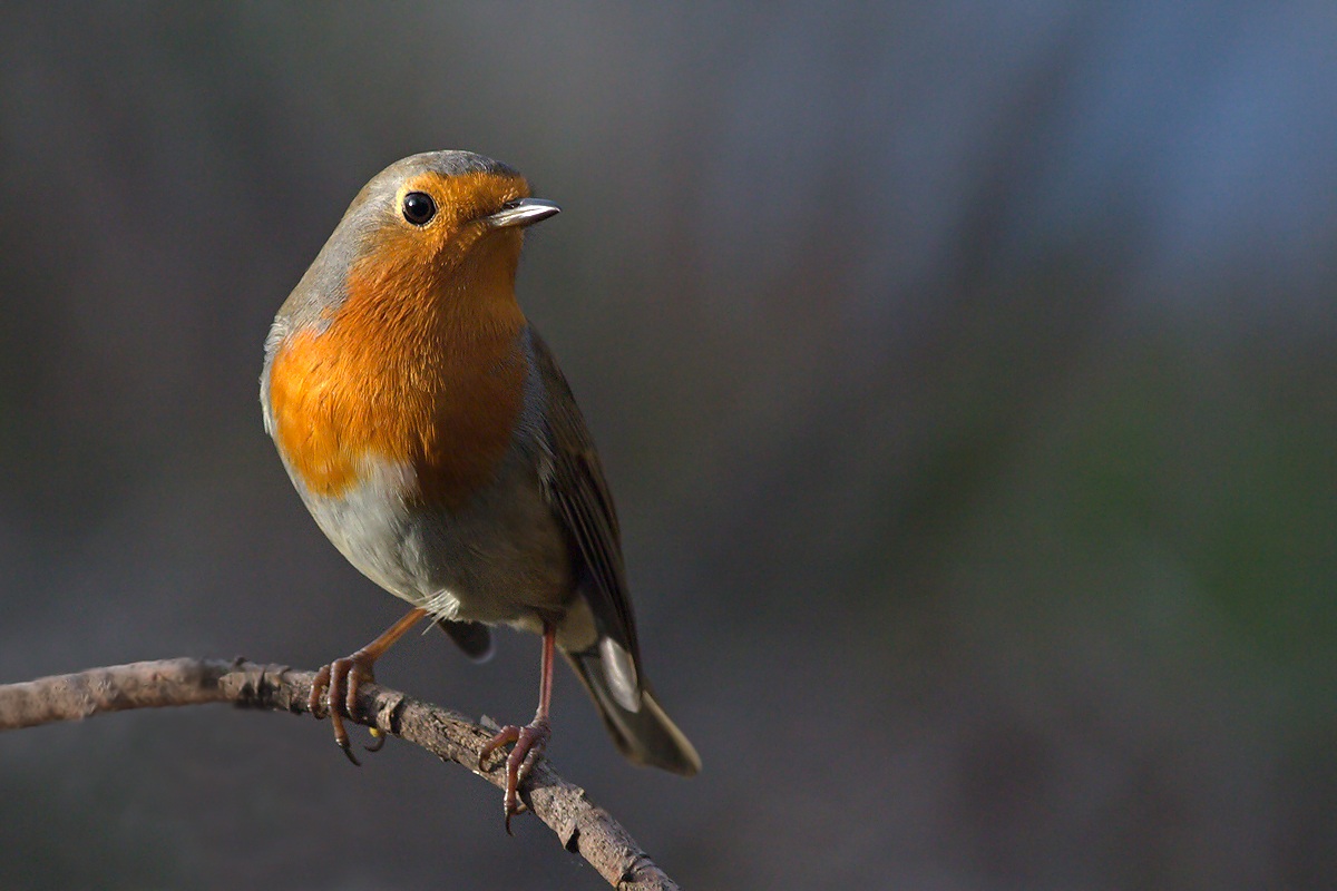 Pettirosso (Erithacus rubecula)