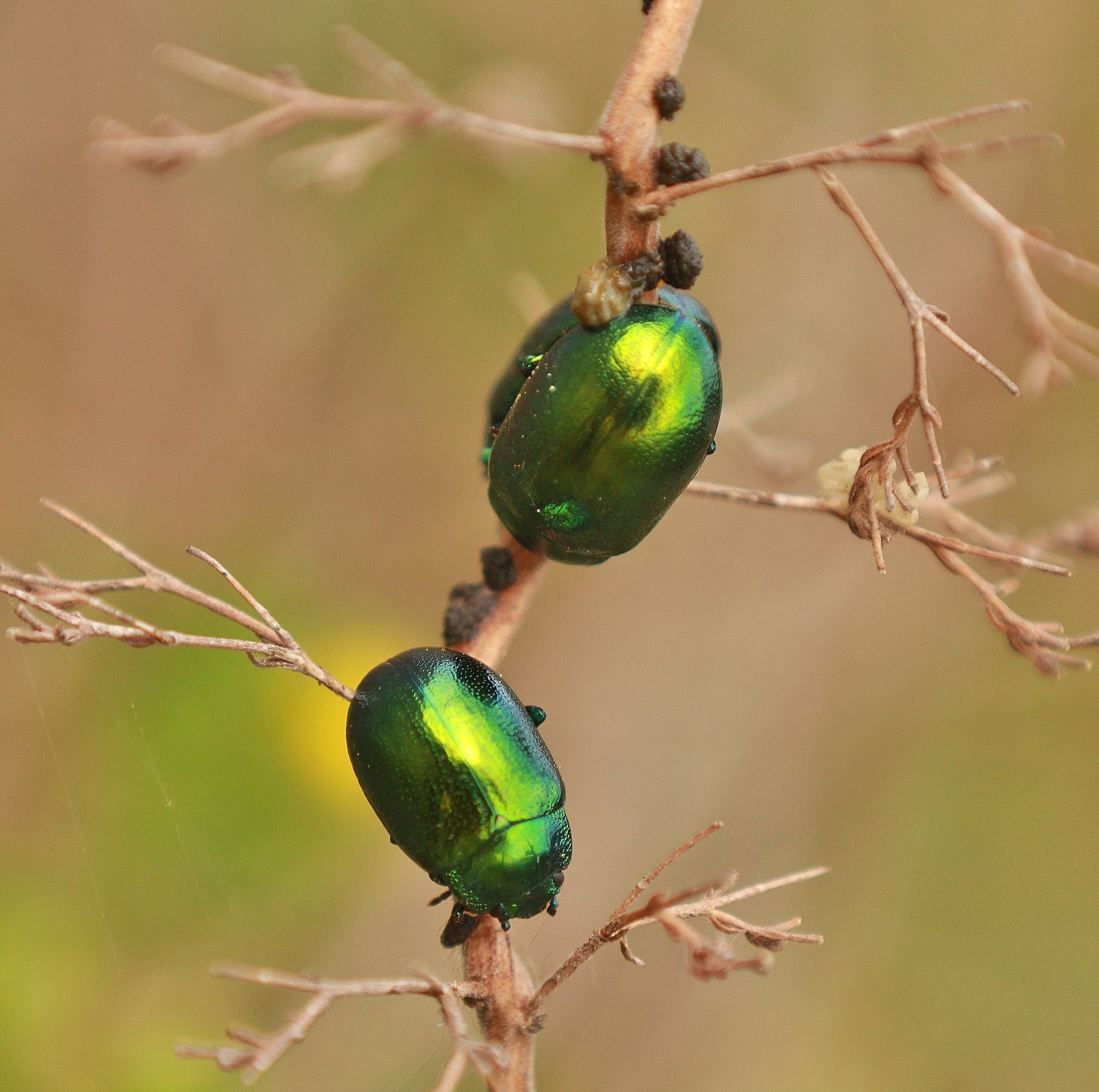 primi tepori  primavera 1
