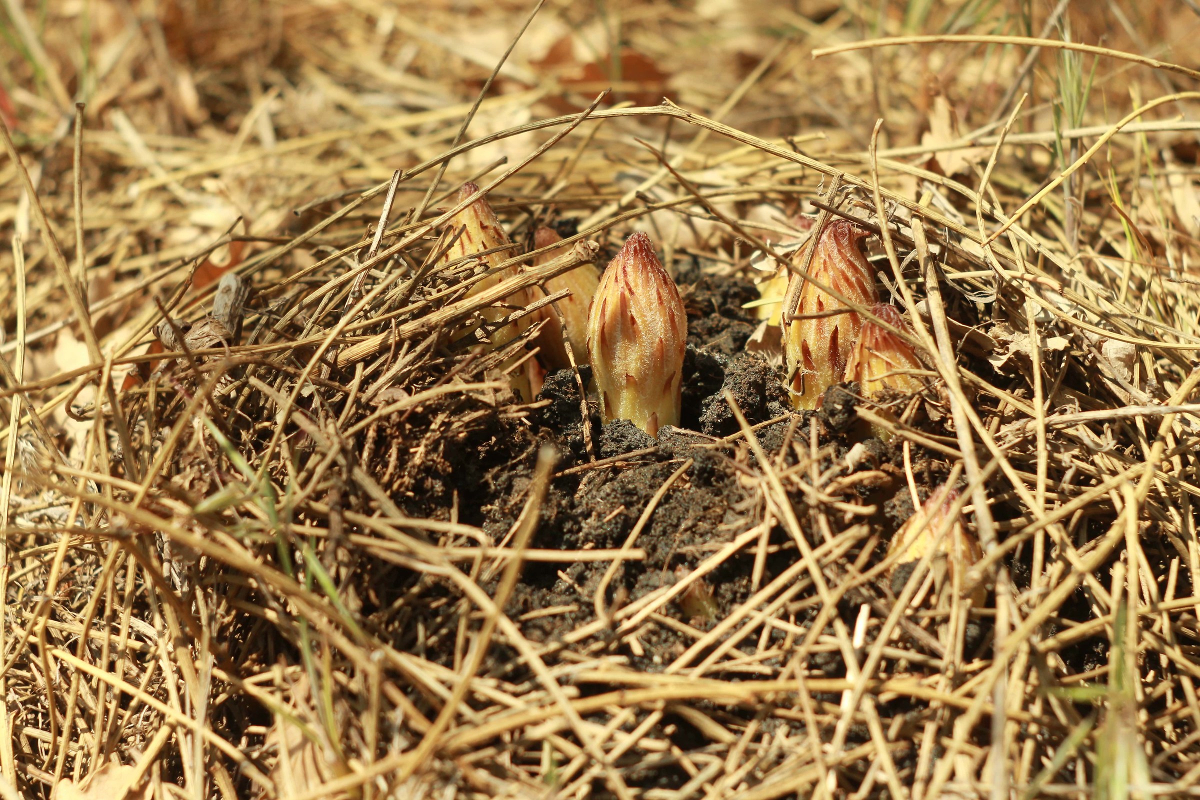 ... alle pendici dell'Etna, prime apparizioni.