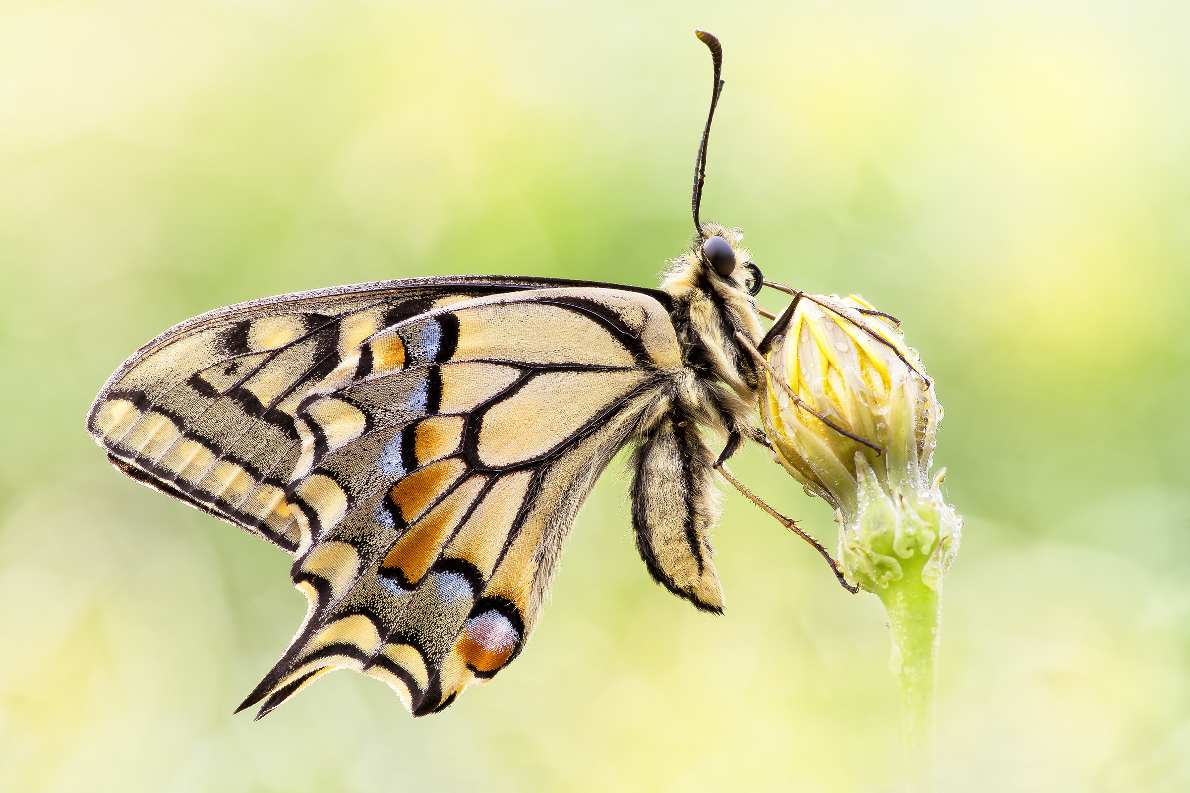 Papilio machaon (Linnaeus, 1758)