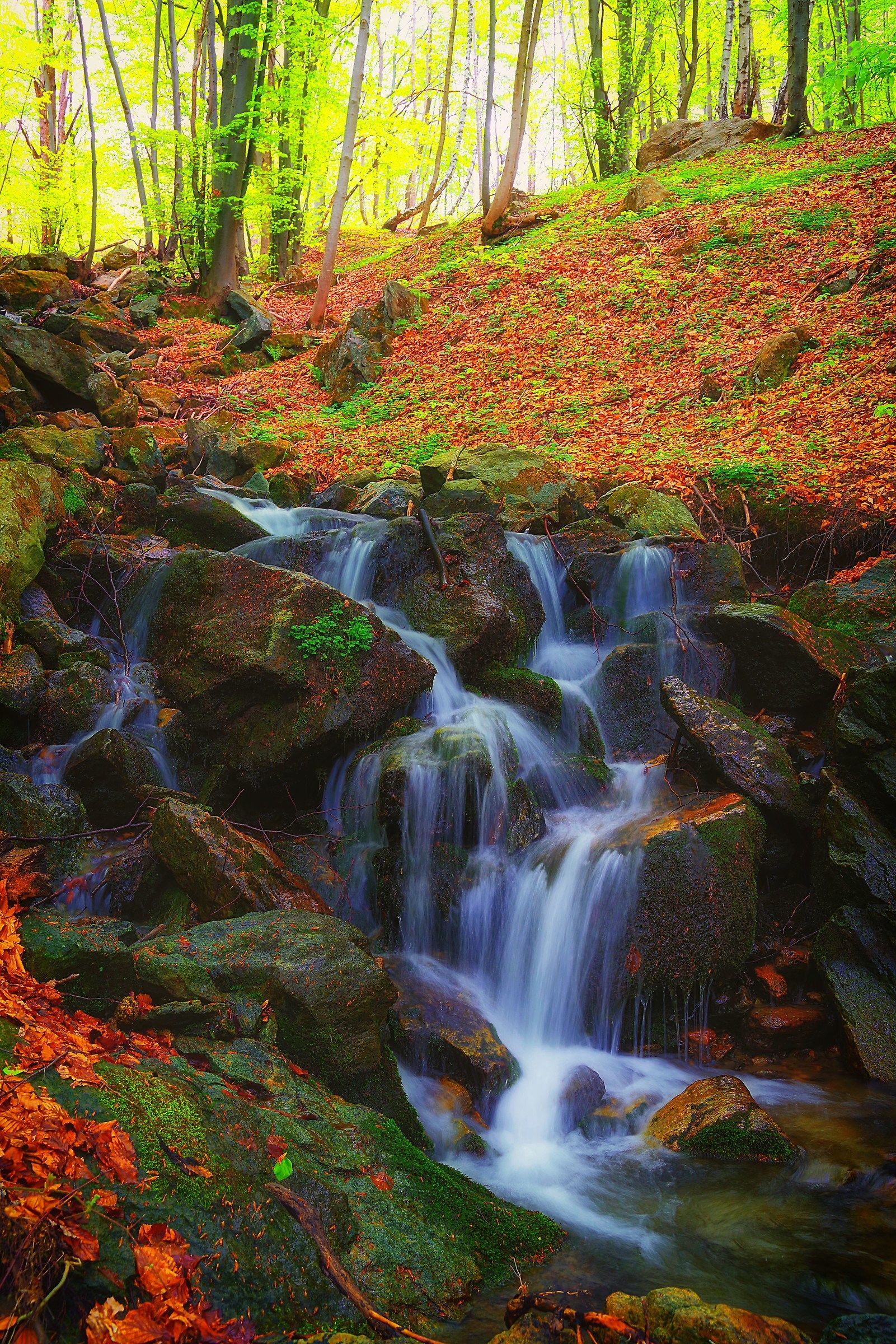 At sunset, in the Woods