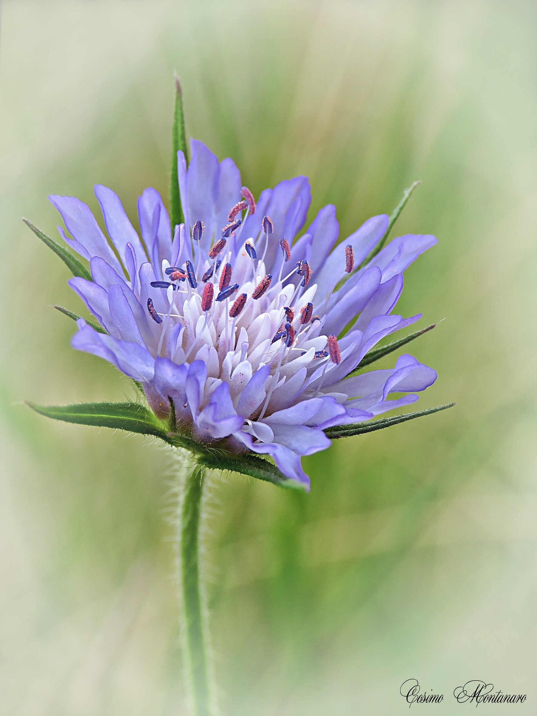 Scabiosa columbaria L.