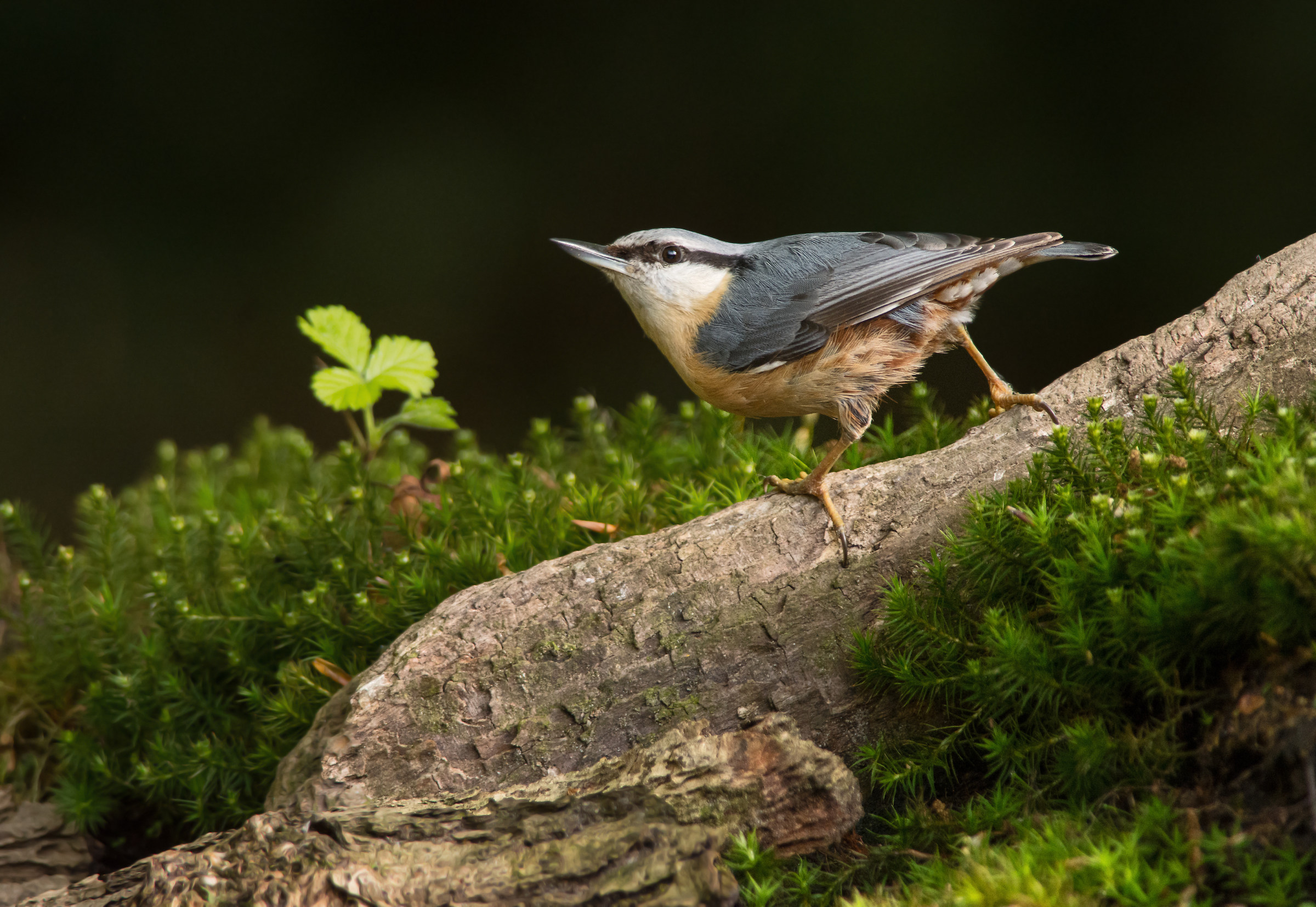 nuthatch