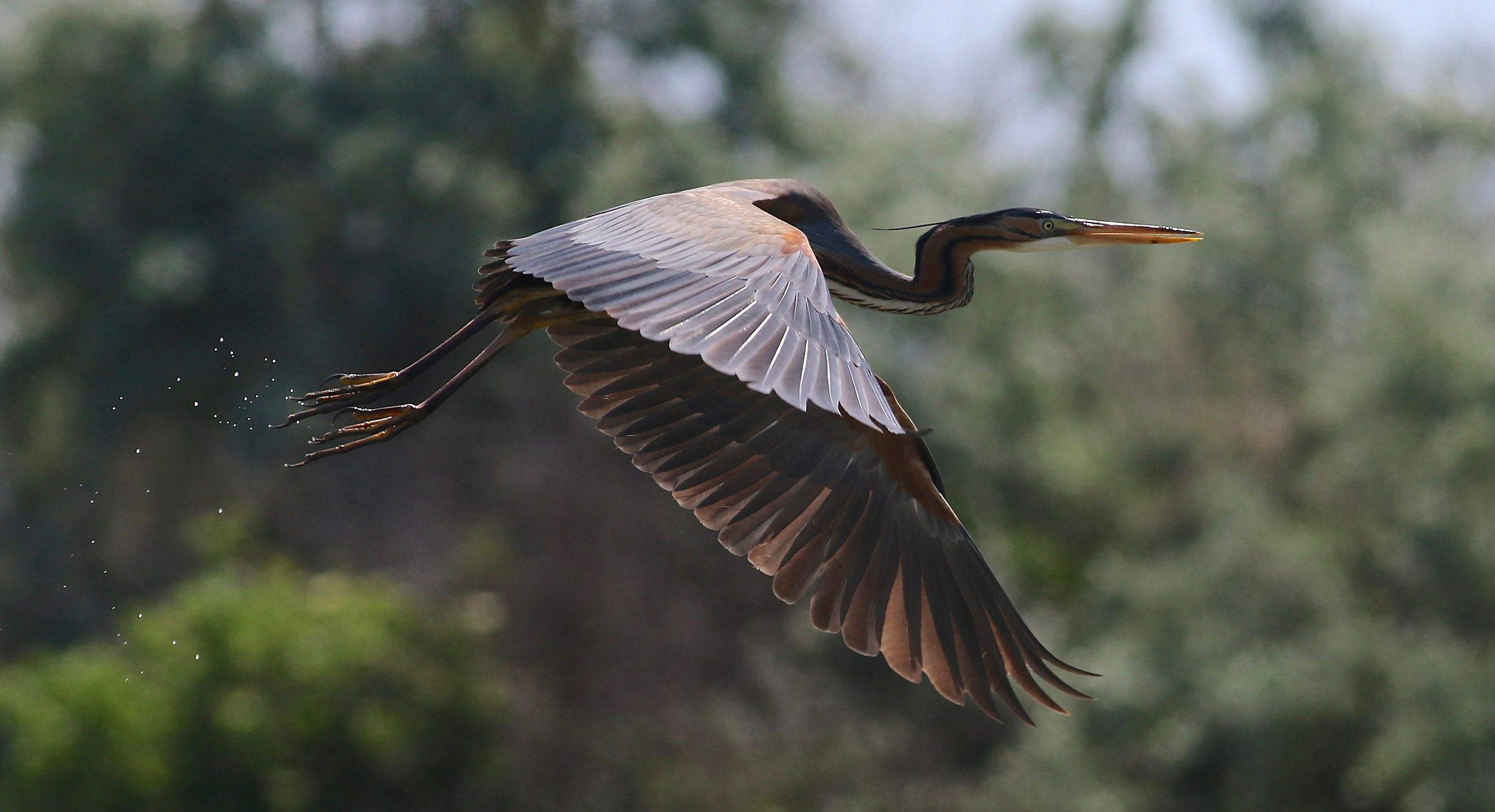 Purple Heron in flight