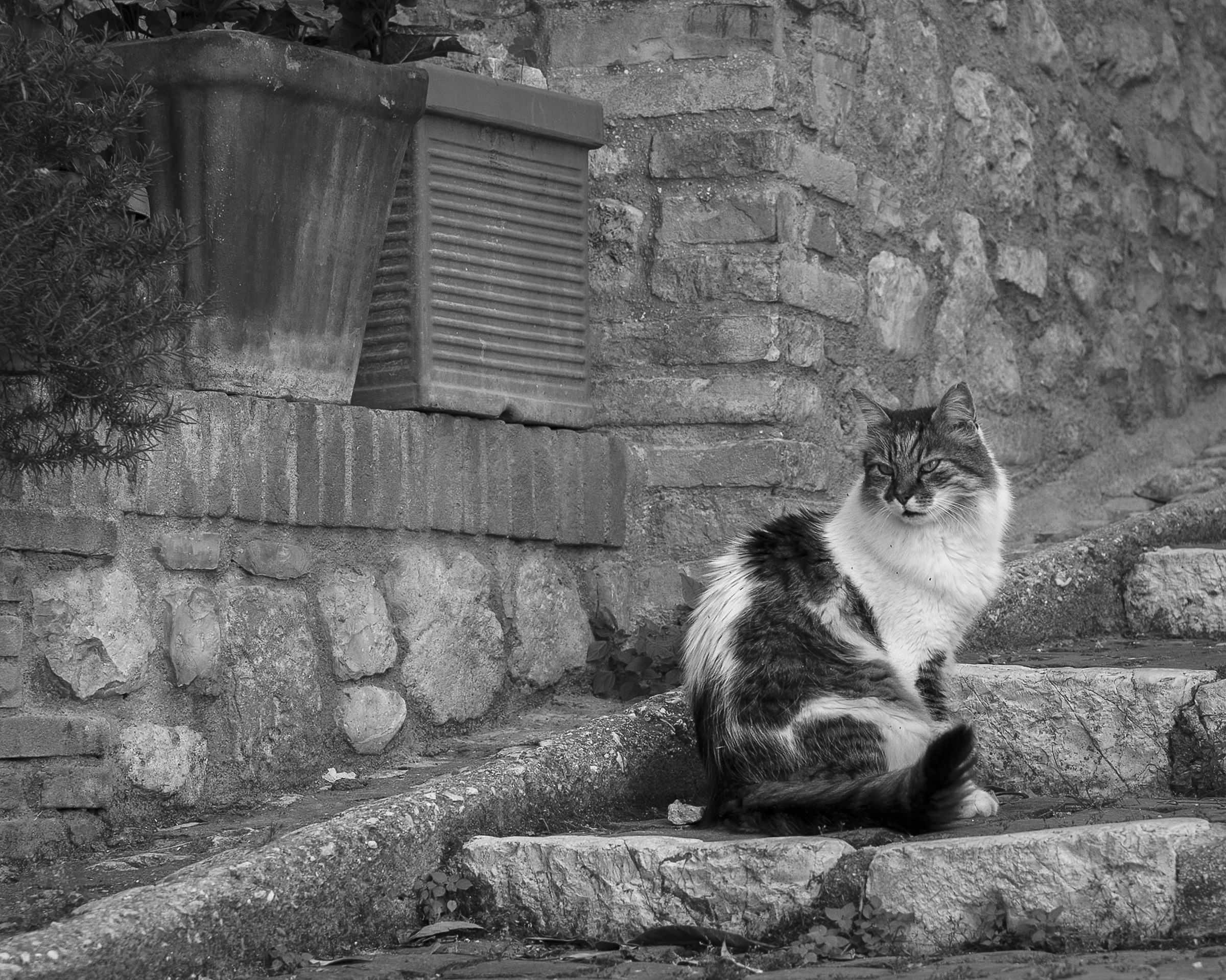 The "Tiger" of Casperia (re) ...