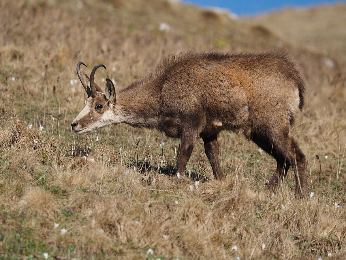 "I smell the crochi....ma I got my eye!"