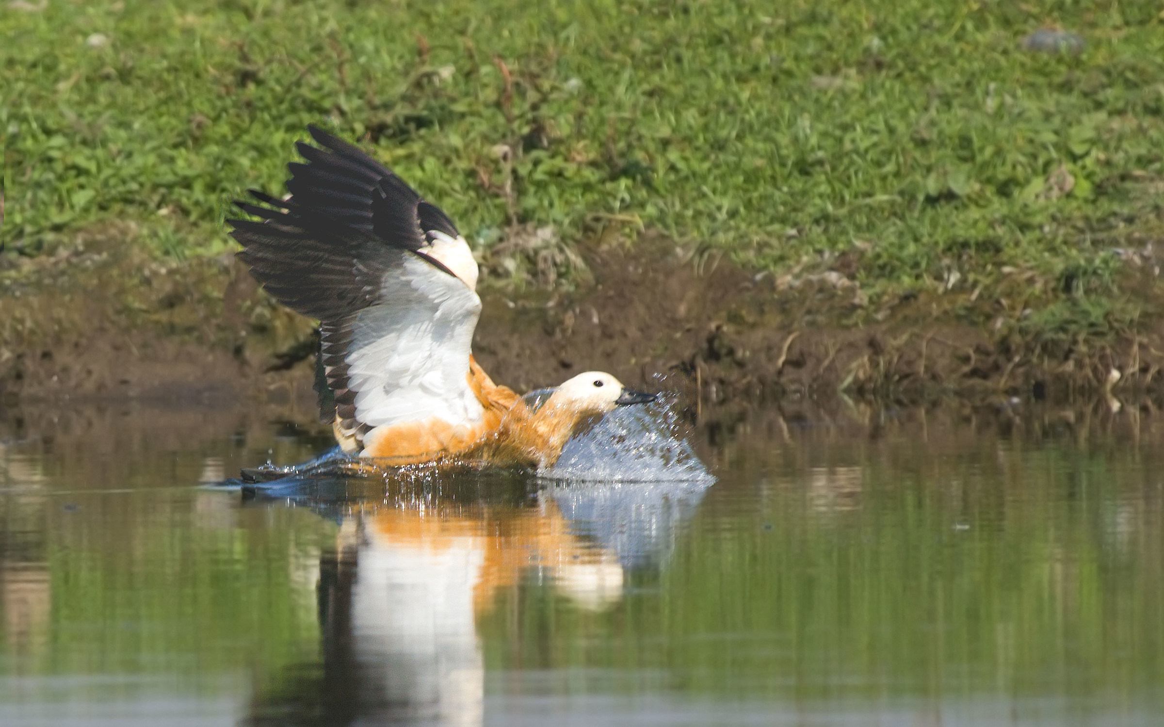 Atterraggio di Rudy casarca.