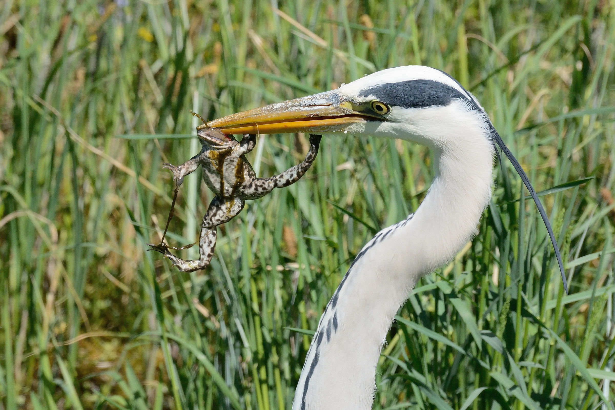 Mors tua, vita mea 2