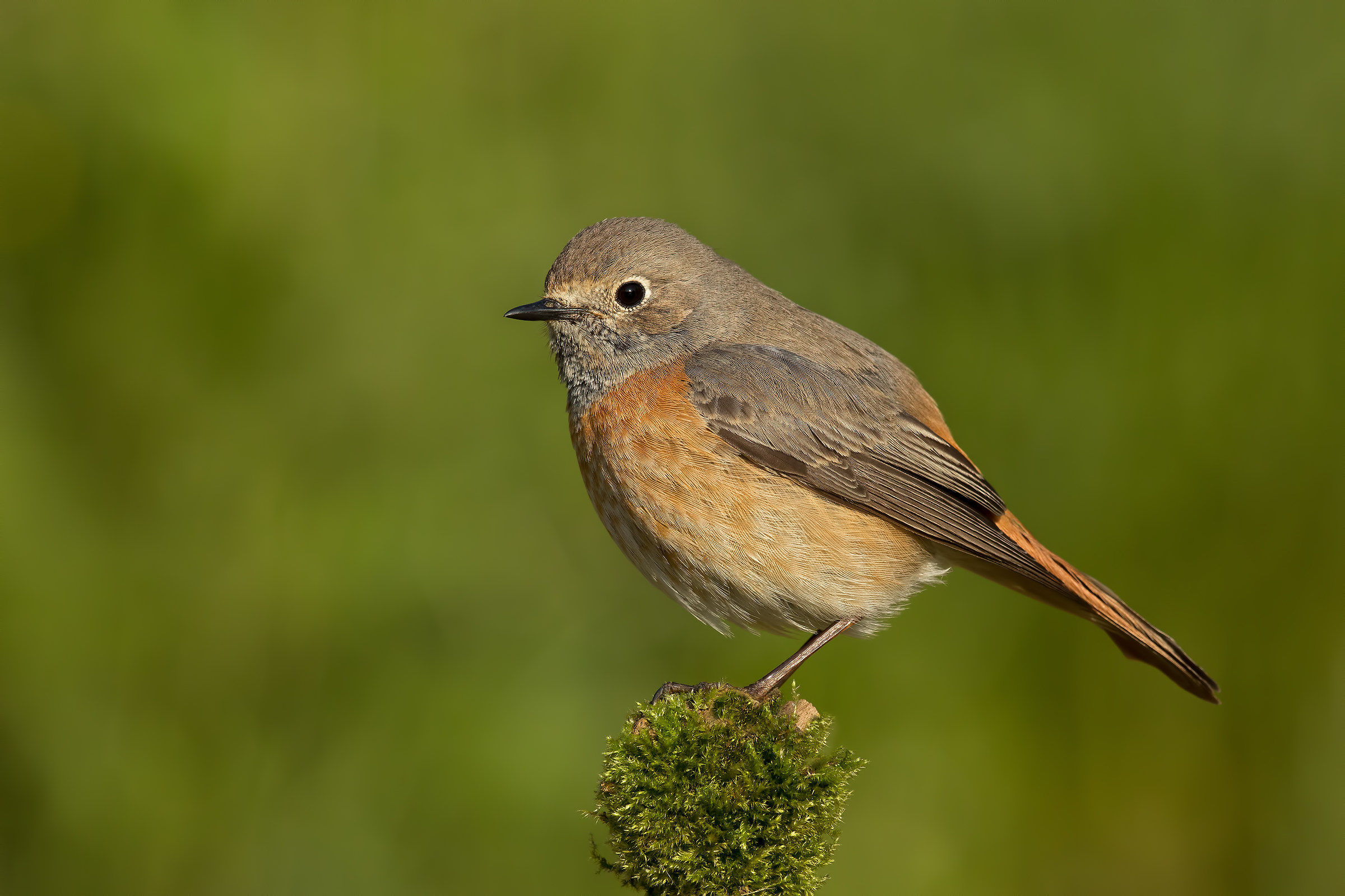 Common Redstart (f)