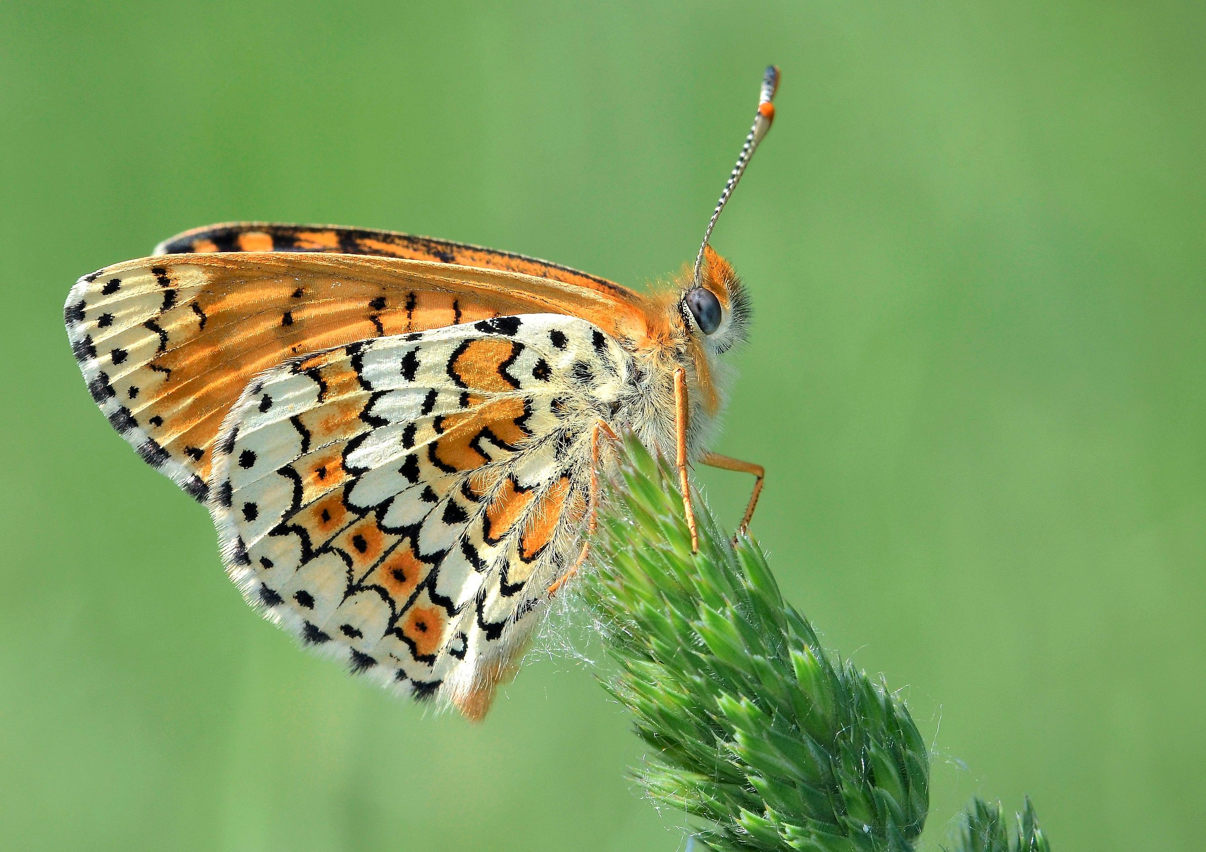 Melitaea cinxia