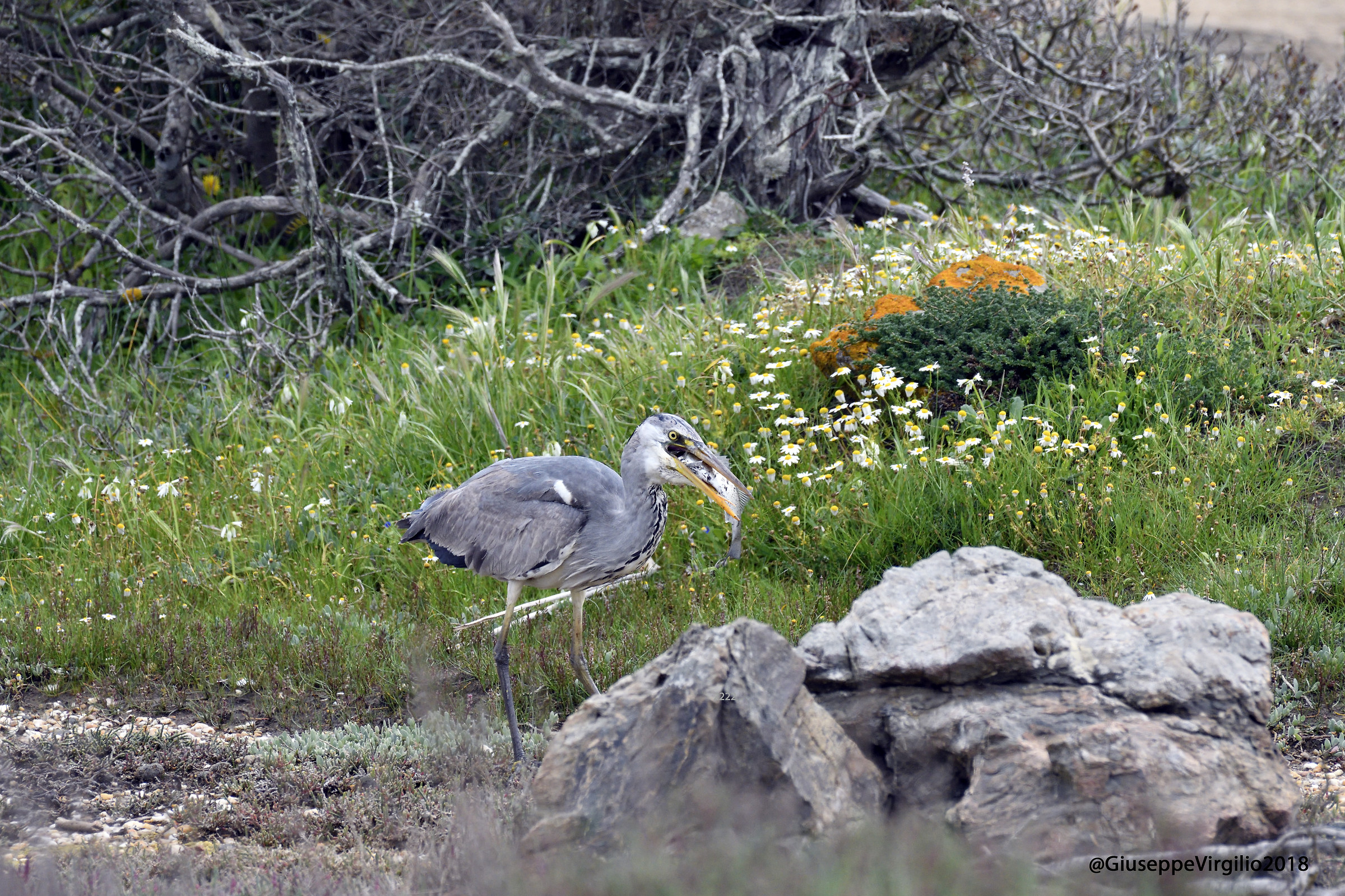 Cenerino con preda (Nord Sardegna 2018)
