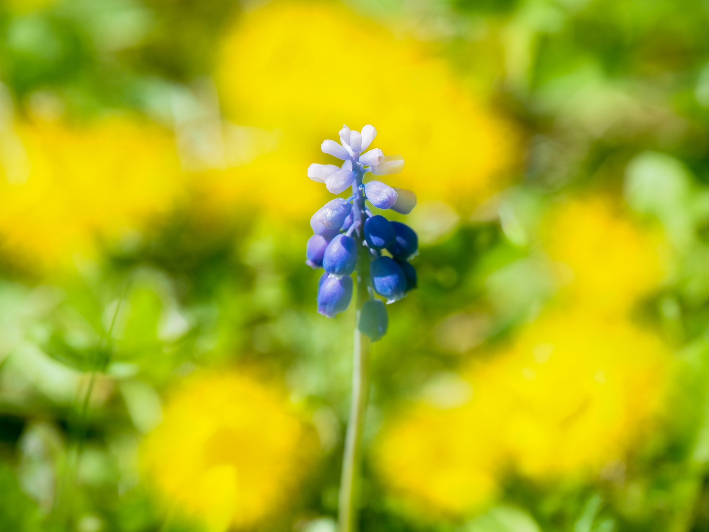 Ben tornata primavera