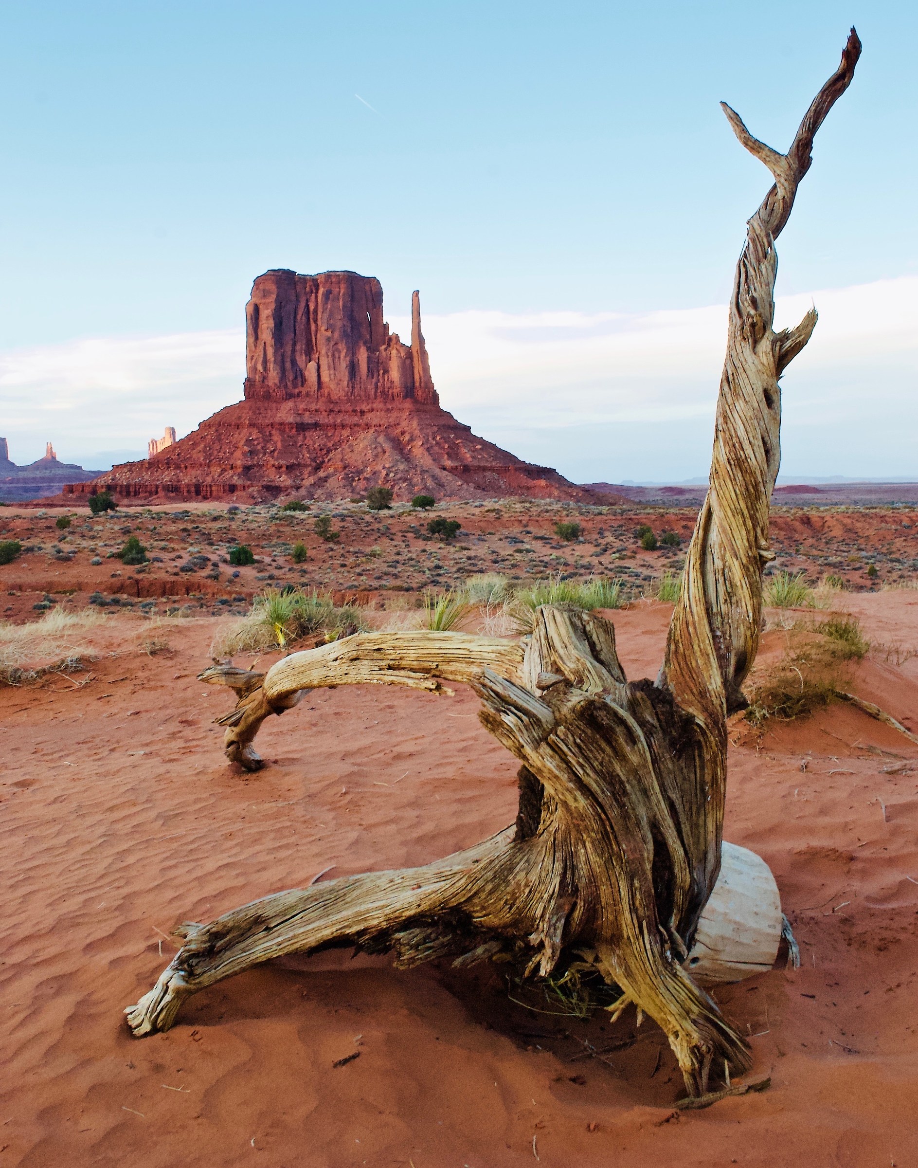 Monument Valley, the tree.