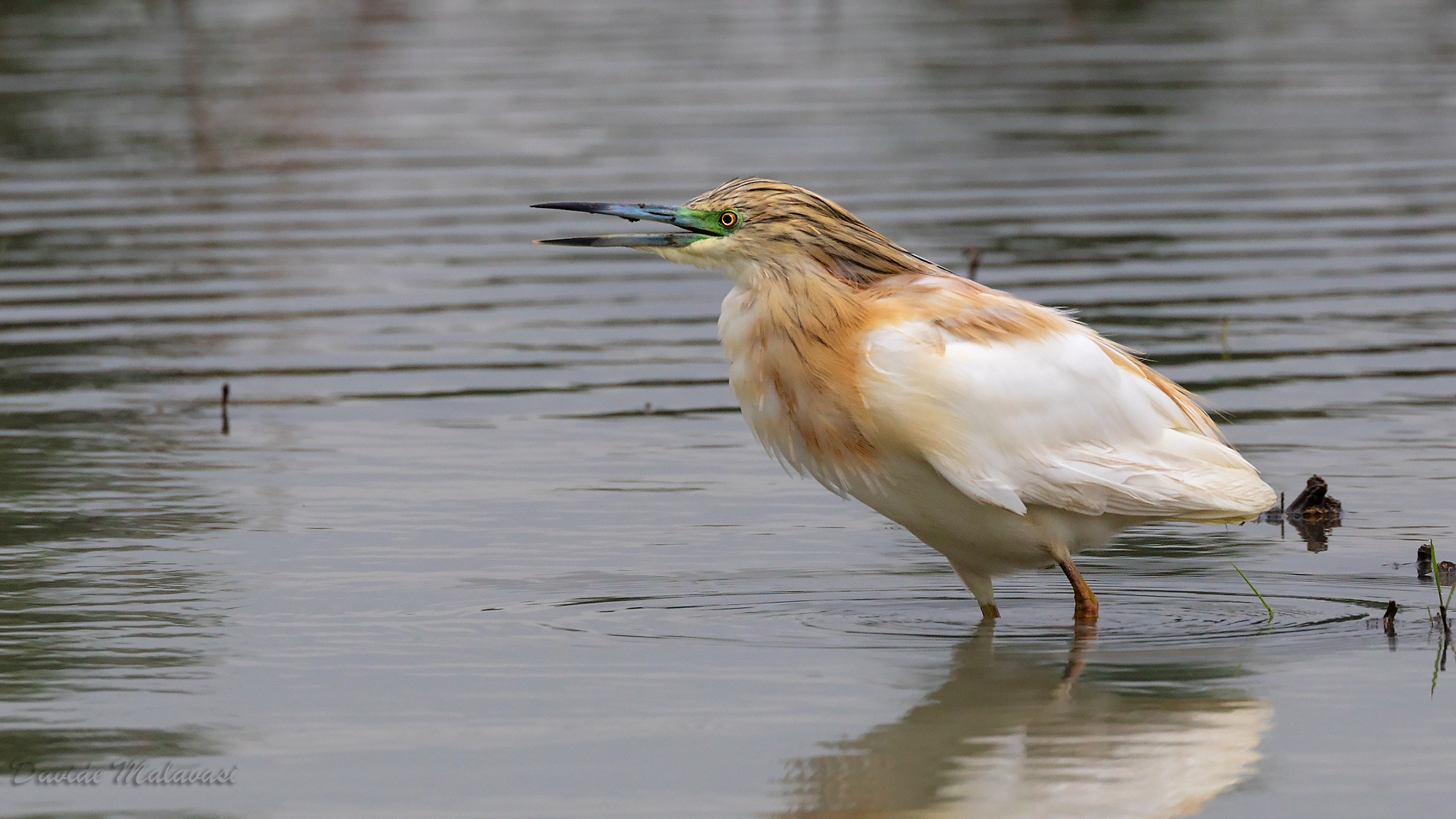 Squacco heron
