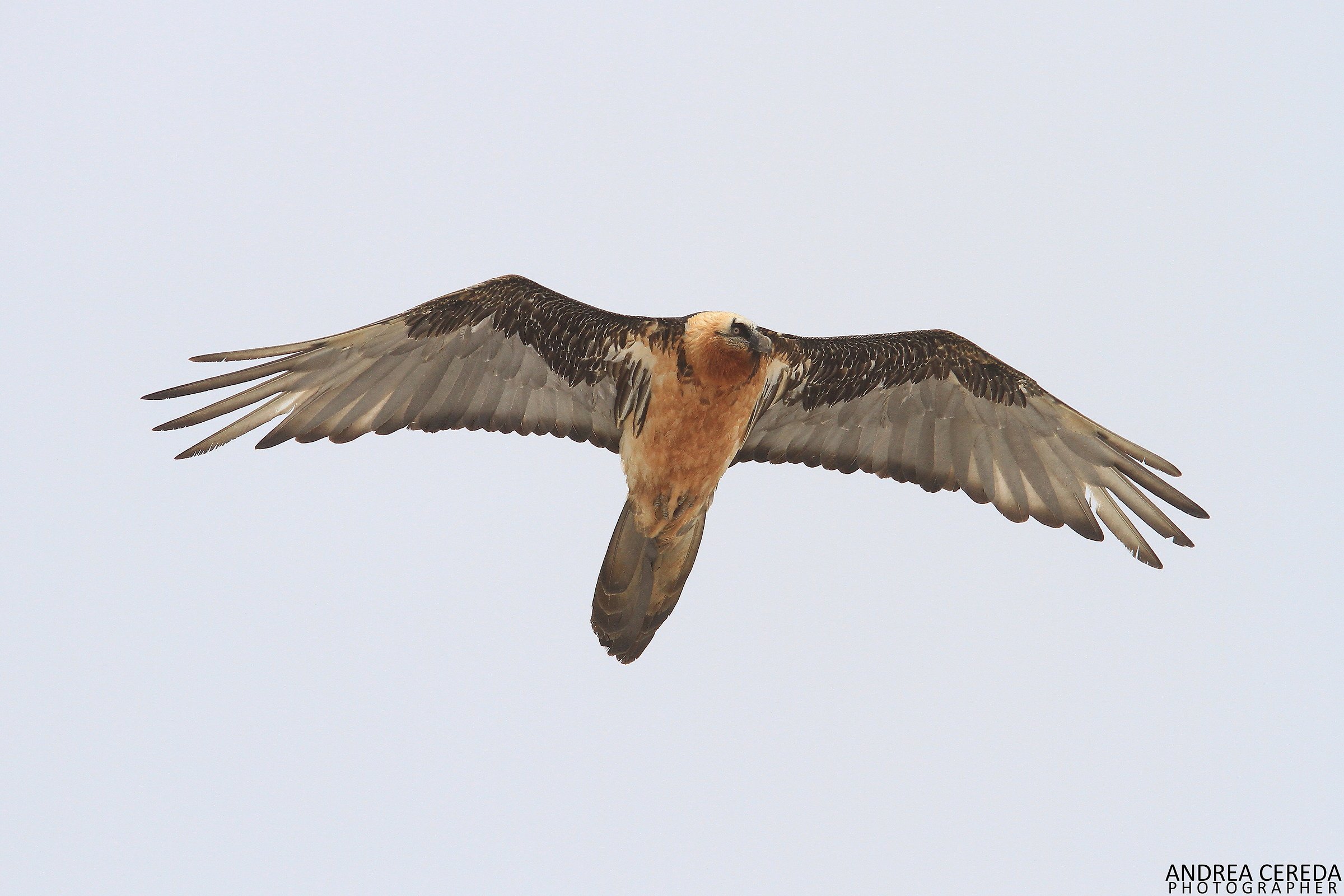 Gypaetus barbatus - Gipeto