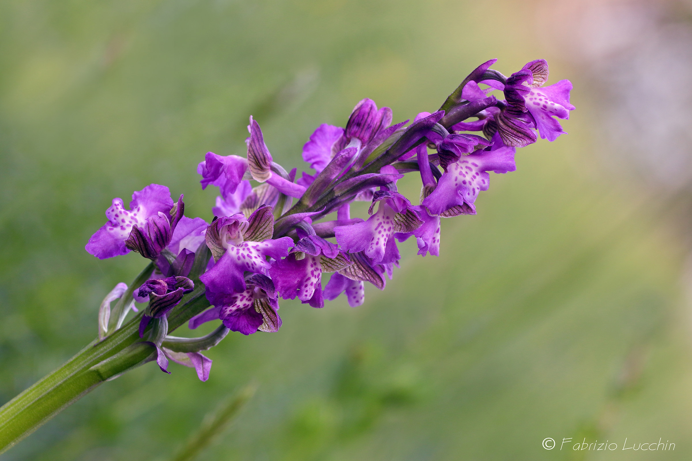 Orchidea spontanea (Anacamptis morio)