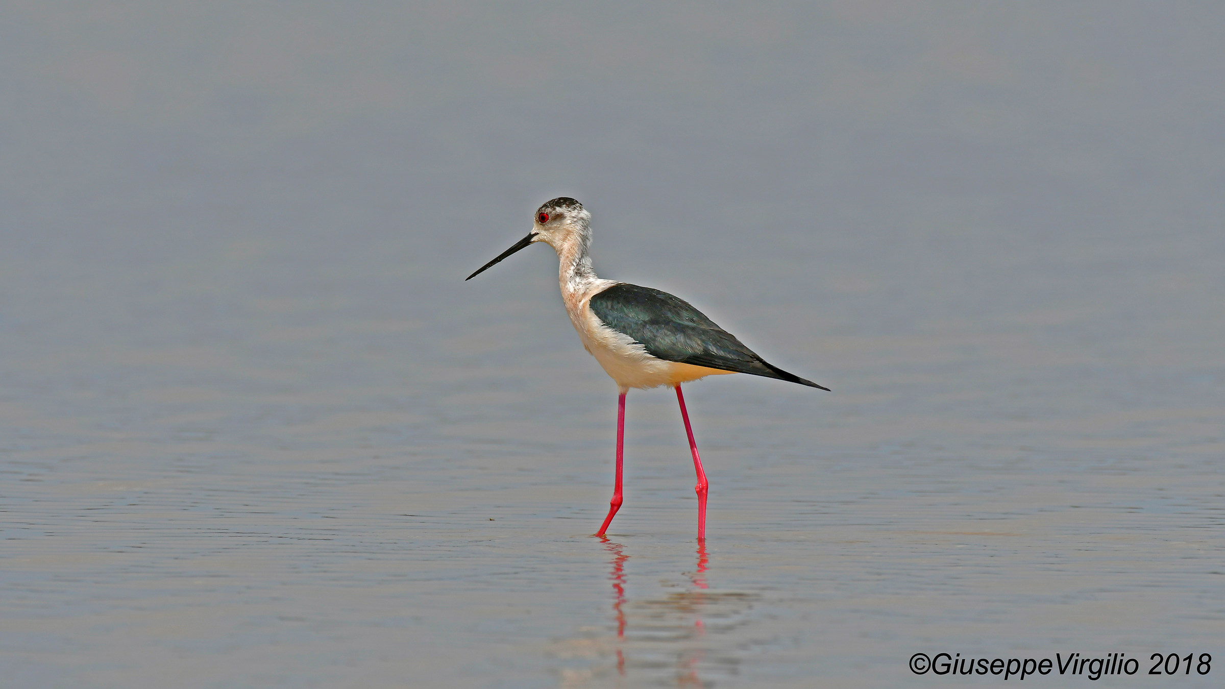 Cavaliere D 'Italia (Nord Sardegna ) 21 Aprile 2018