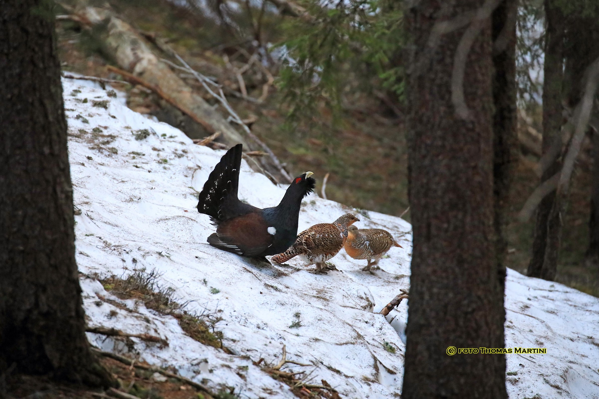 yesss... ... sono arrivate le galline!!!