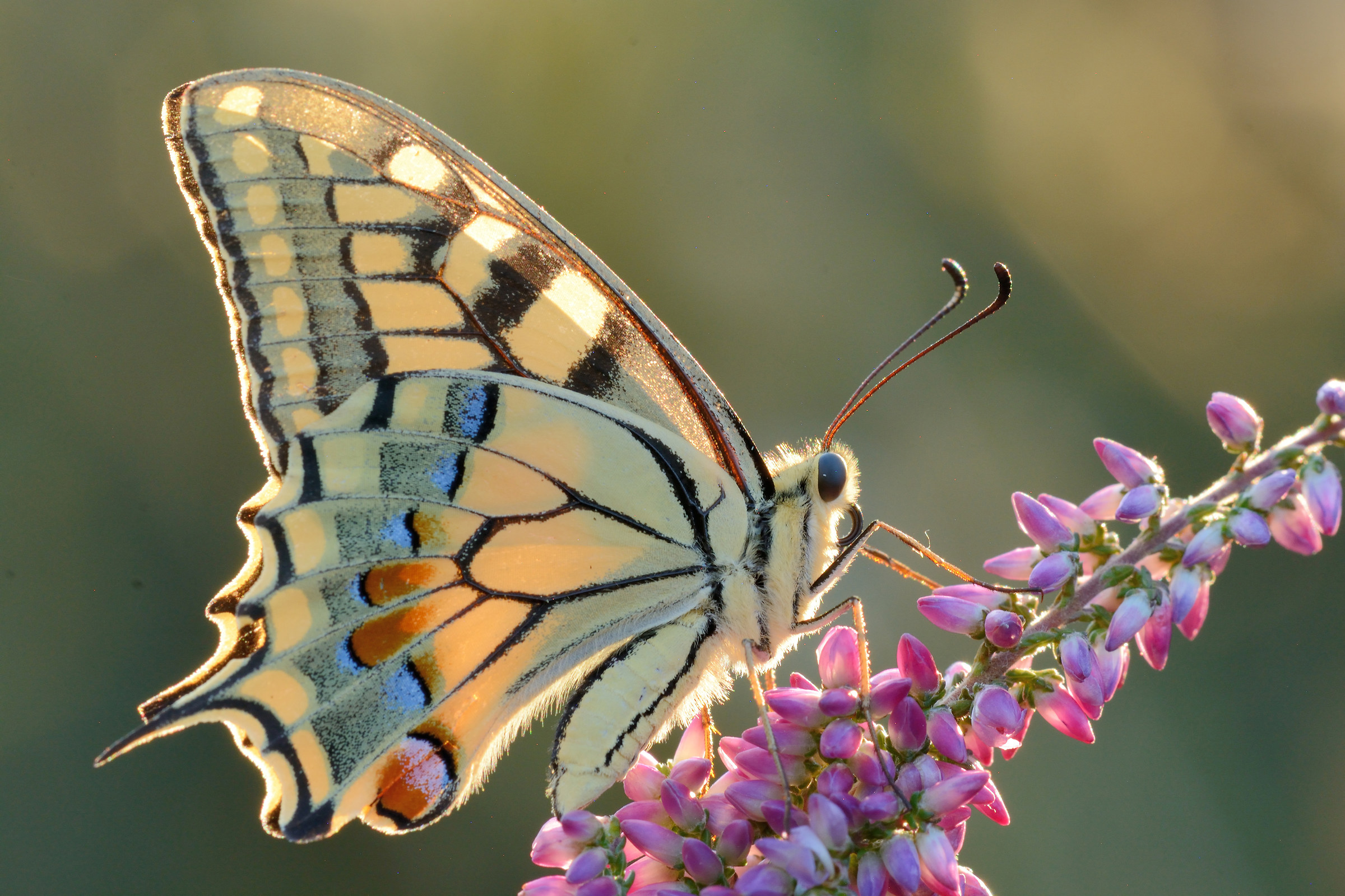 Papilio machaon