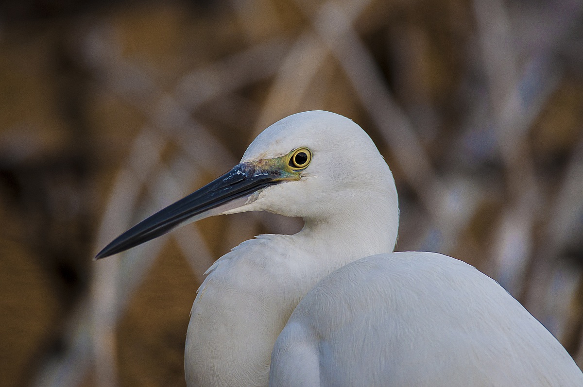 egret