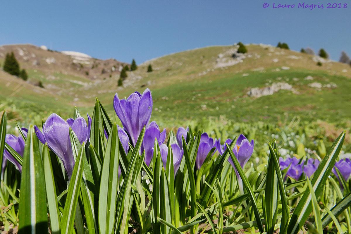 Crocus