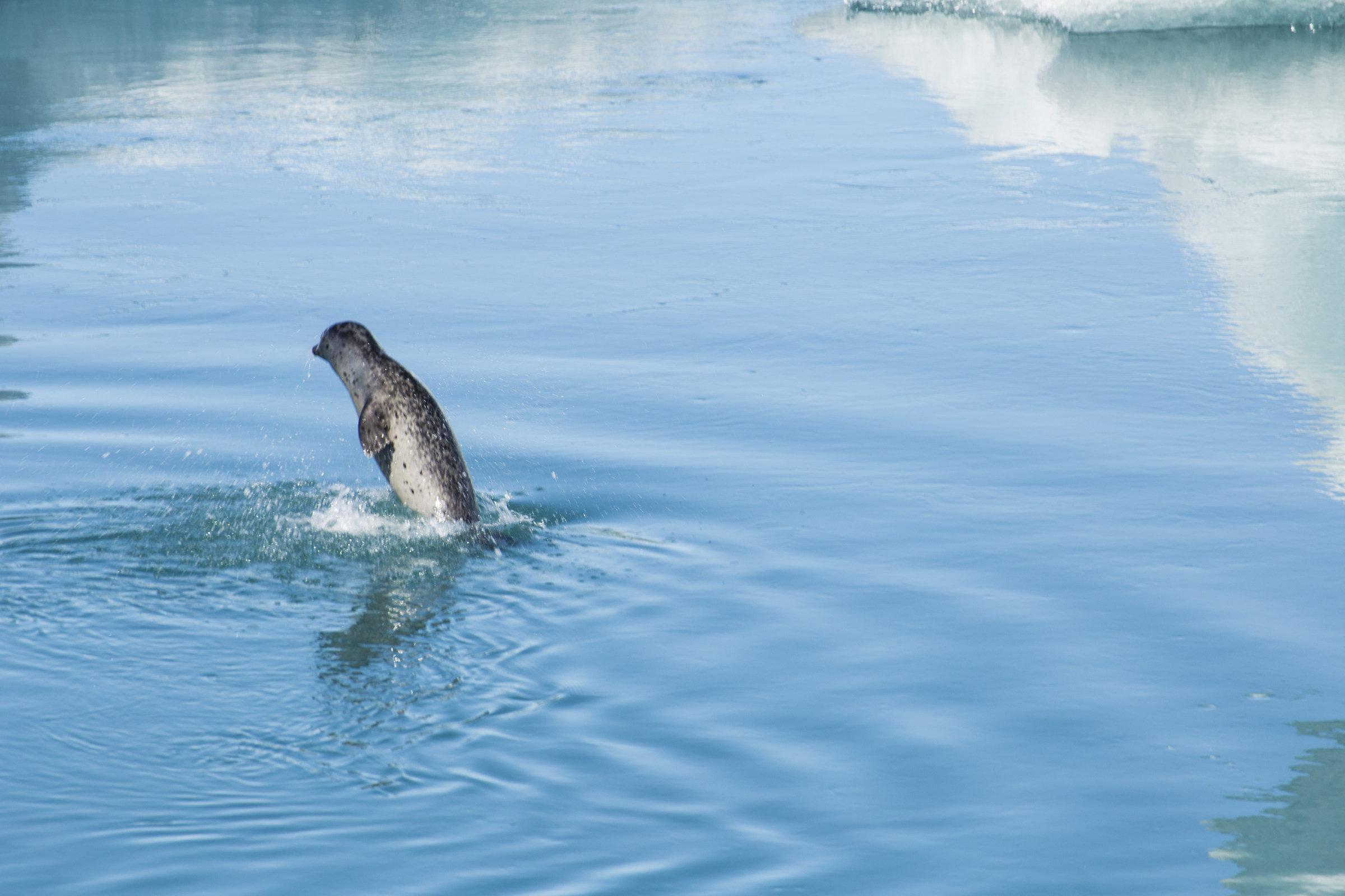Iceland, Jokulsarlon lagno, Foca