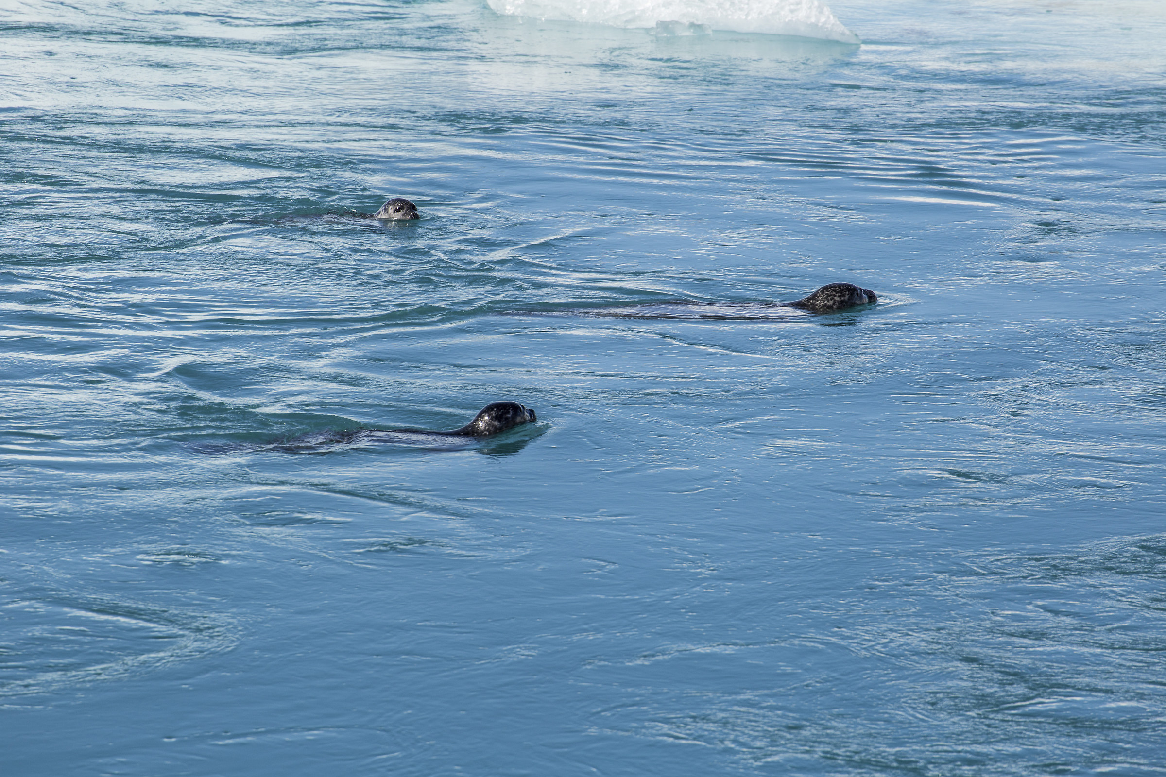 Iceland, Jokulsarlon lagoon, seals