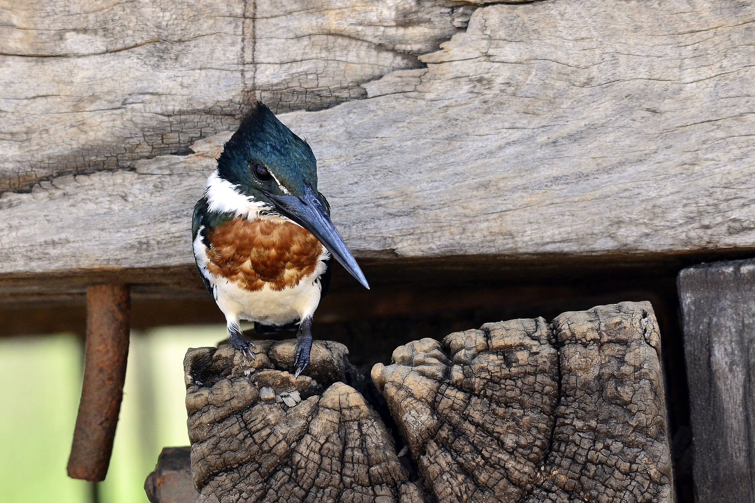 Martin pescatore dell'Amazzonia