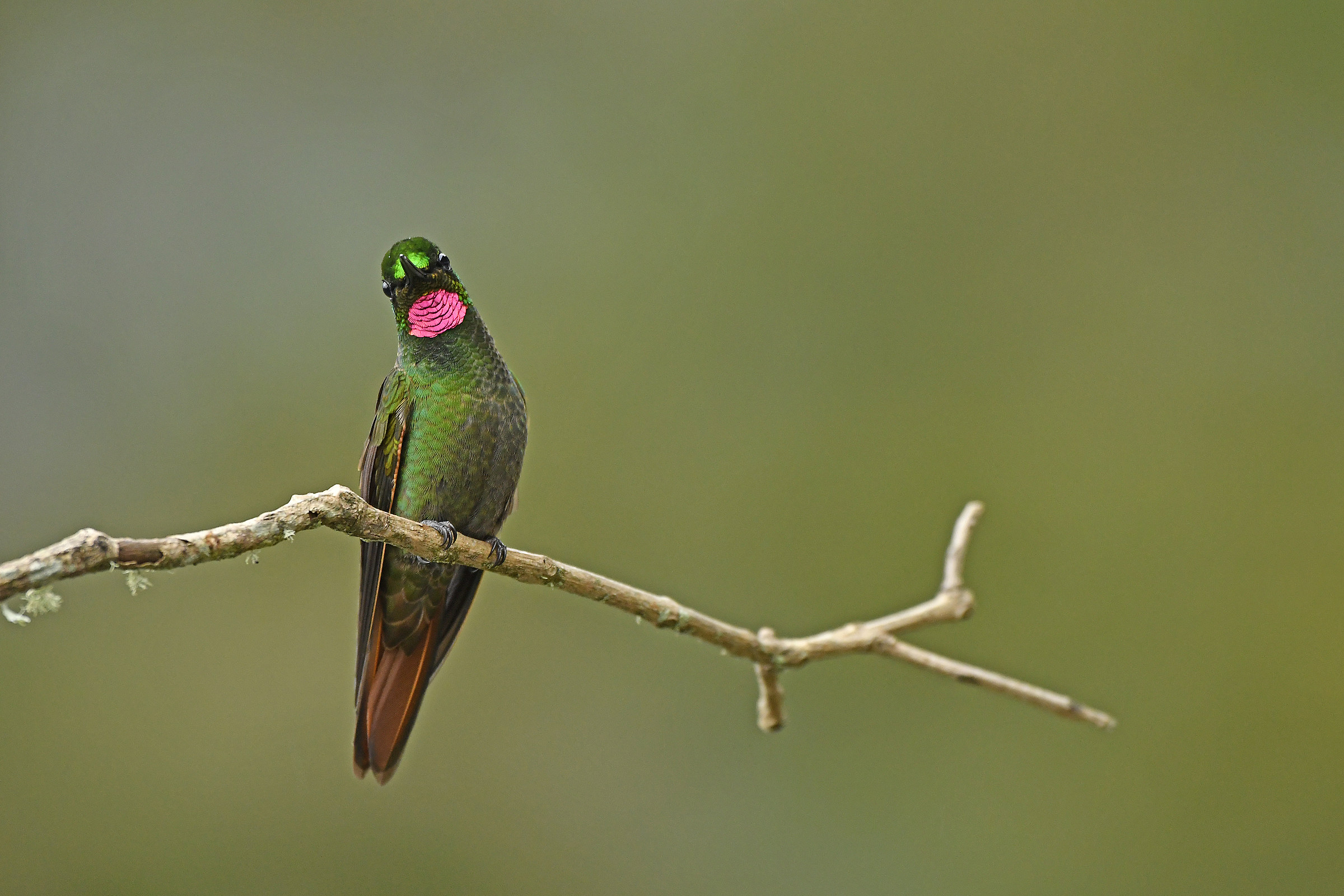 Ruby brasiliano (Clytolaema rubricauda)