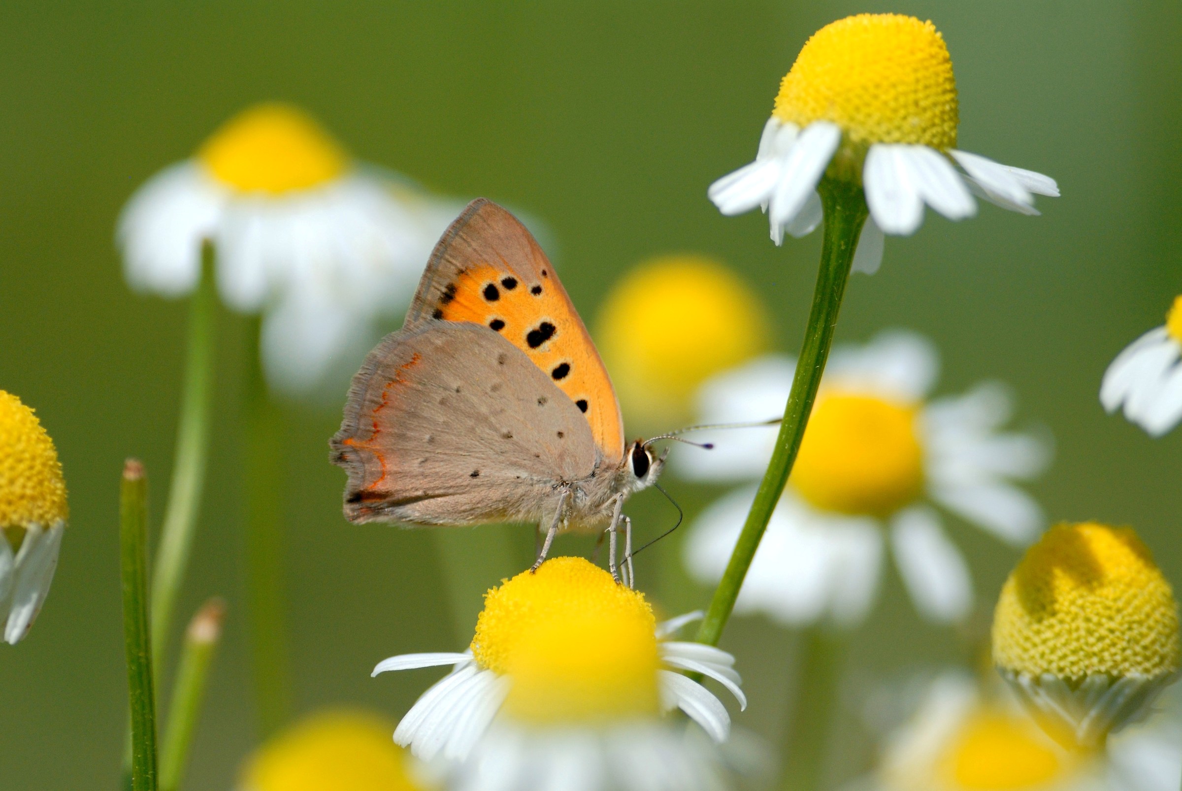 Lycaena phleas