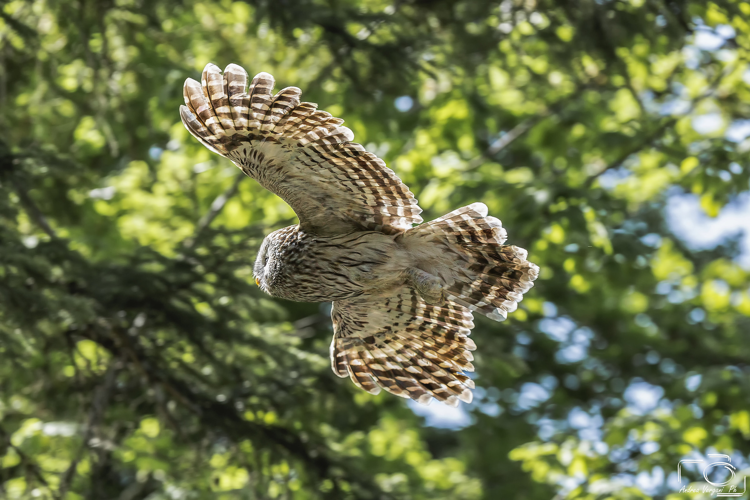 Ural owl