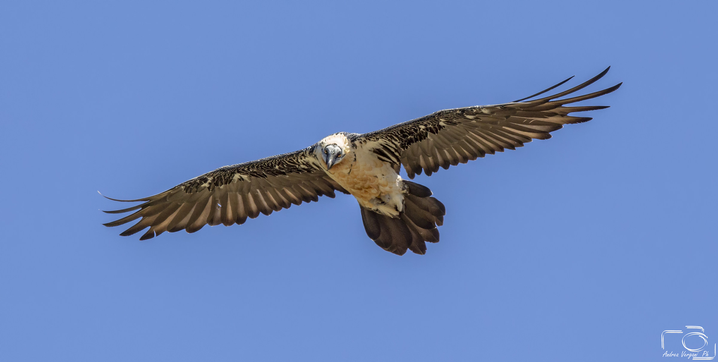 Bearded vulture