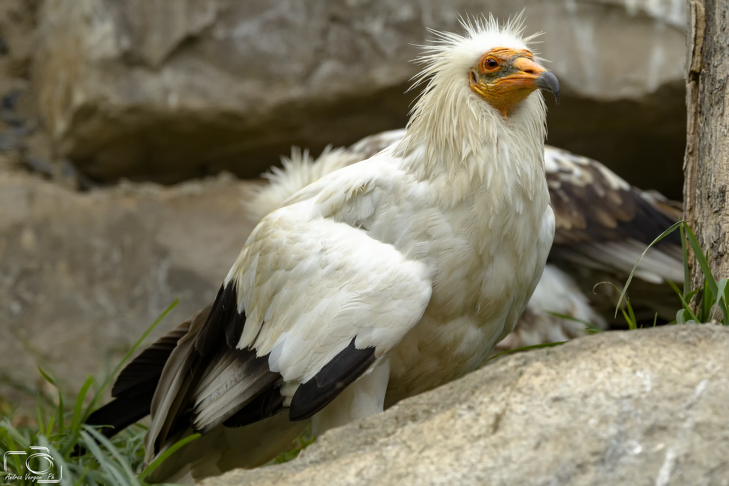 Egyptian vulture