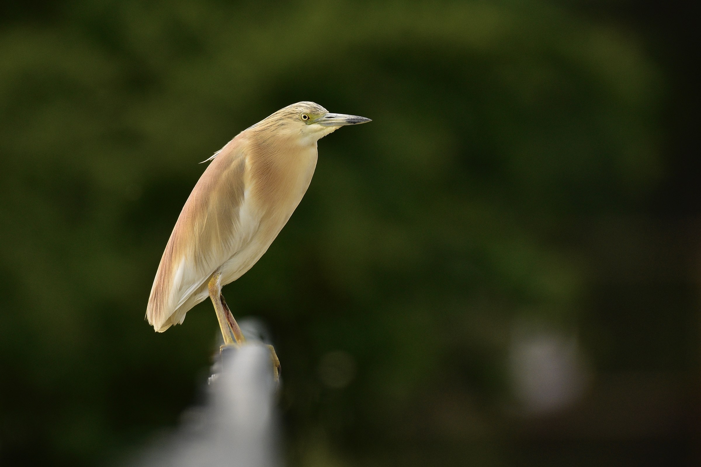 Squacco Heron