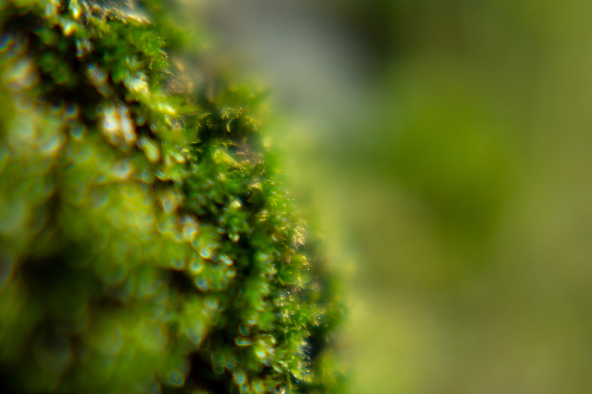 bright Moss